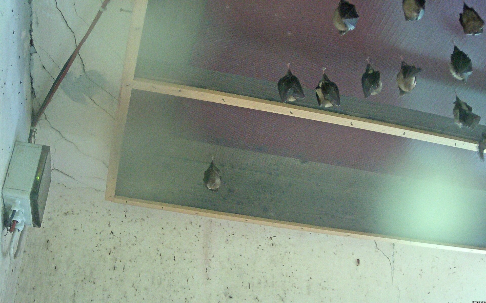 Archived image Webcam Feistritz / Gail - Bat House