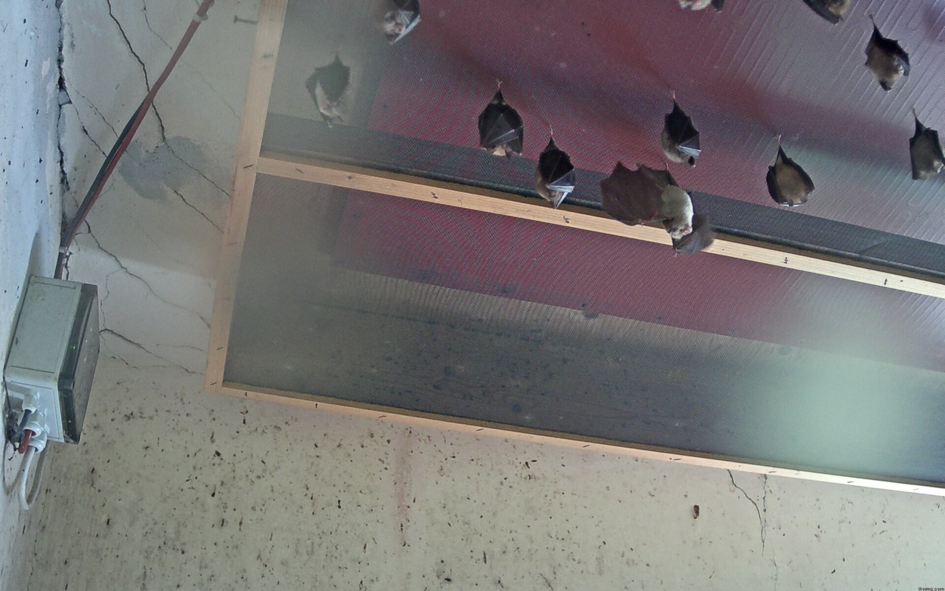 Archived image Webcam Feistritz / Gail - Bat House