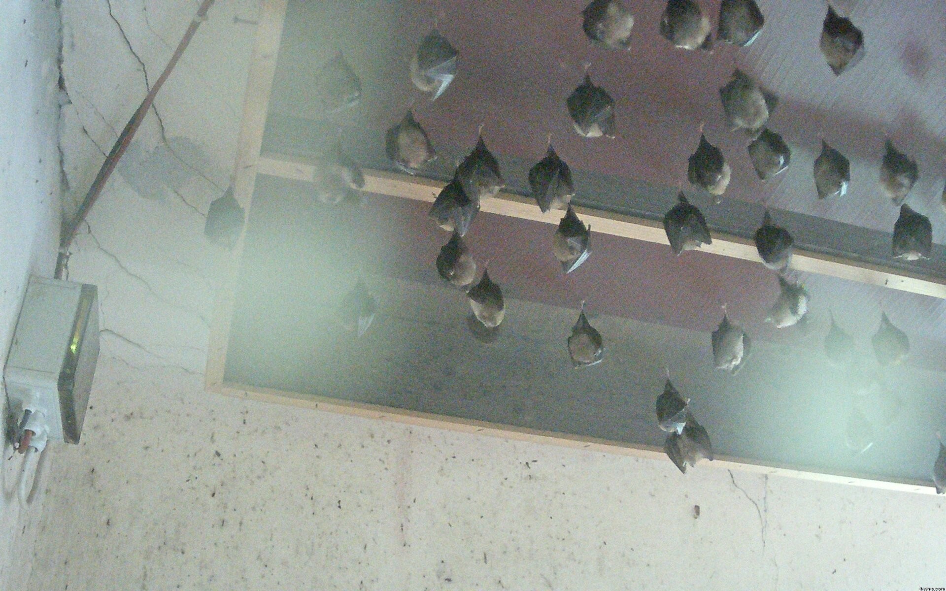 Archived image Webcam Feistritz / Gail - Bat House
