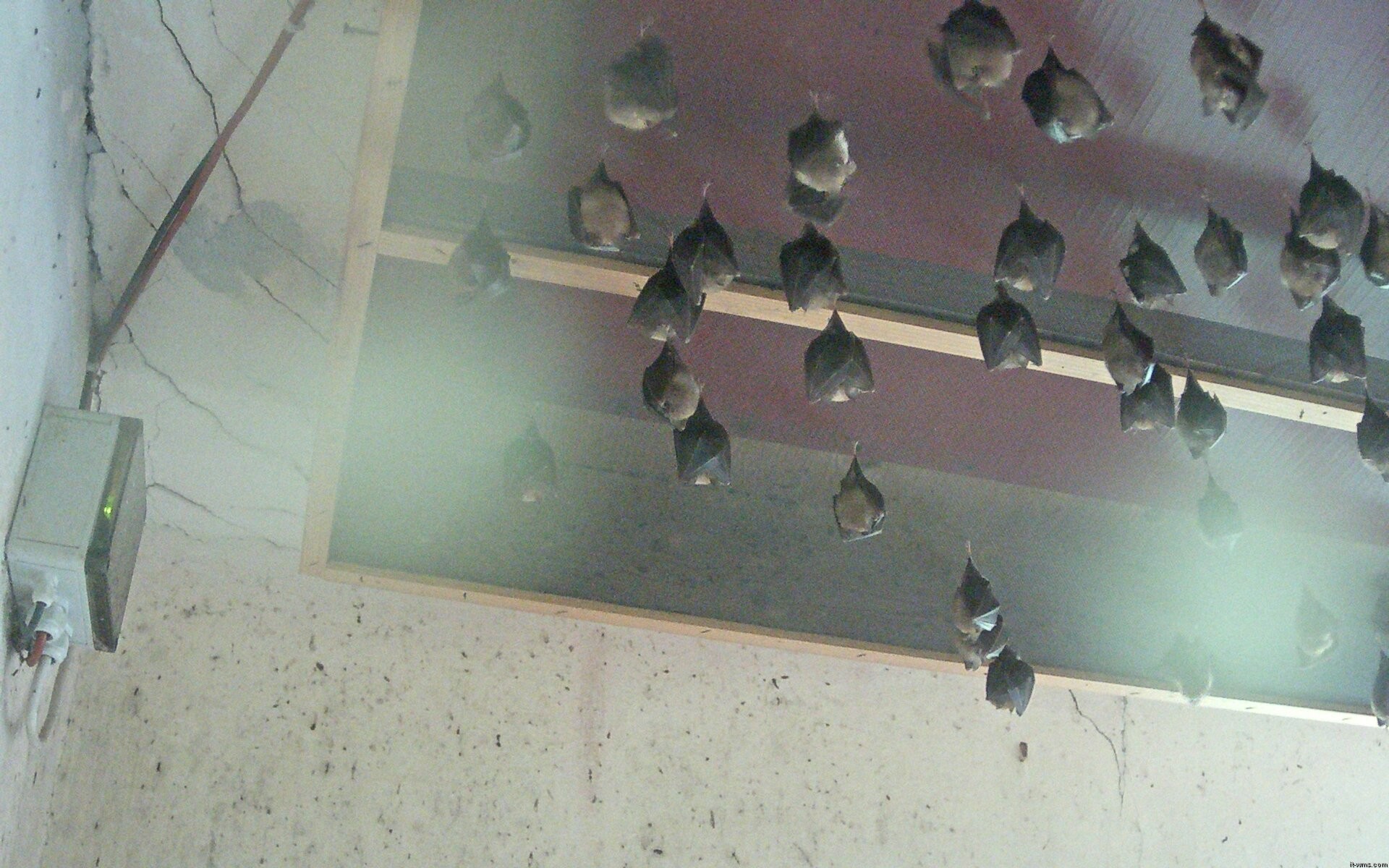 Archived image Webcam Feistritz / Gail - Bat House