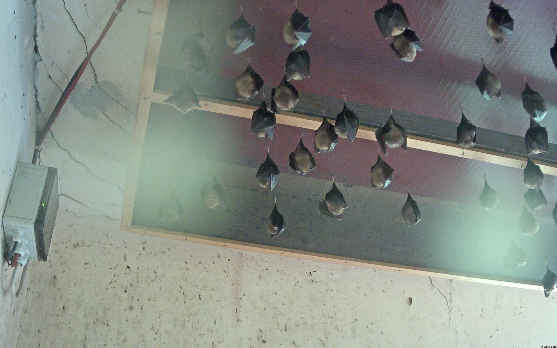 Archived image Webcam Feistritz / Gail - Bat House