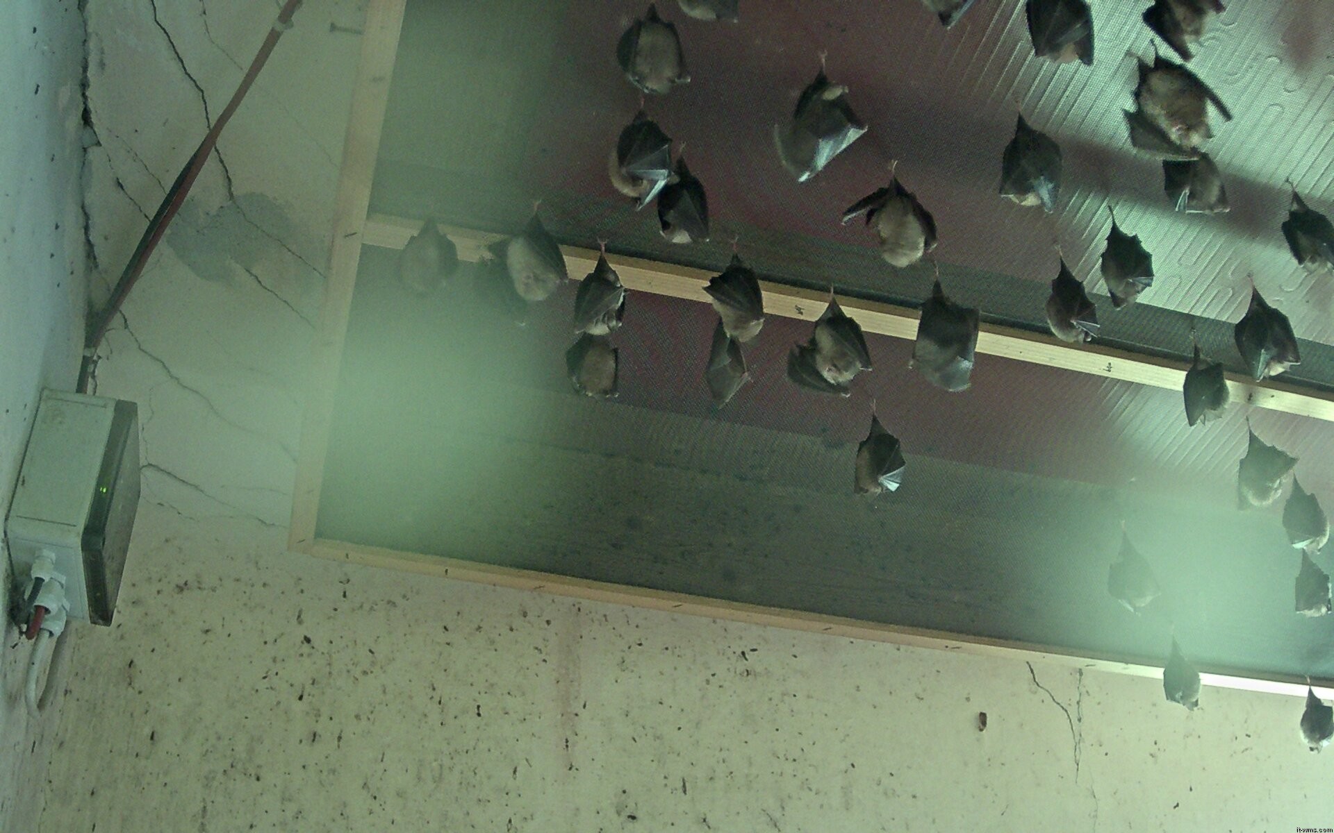 Archived image Webcam Feistritz / Gail - Bat House