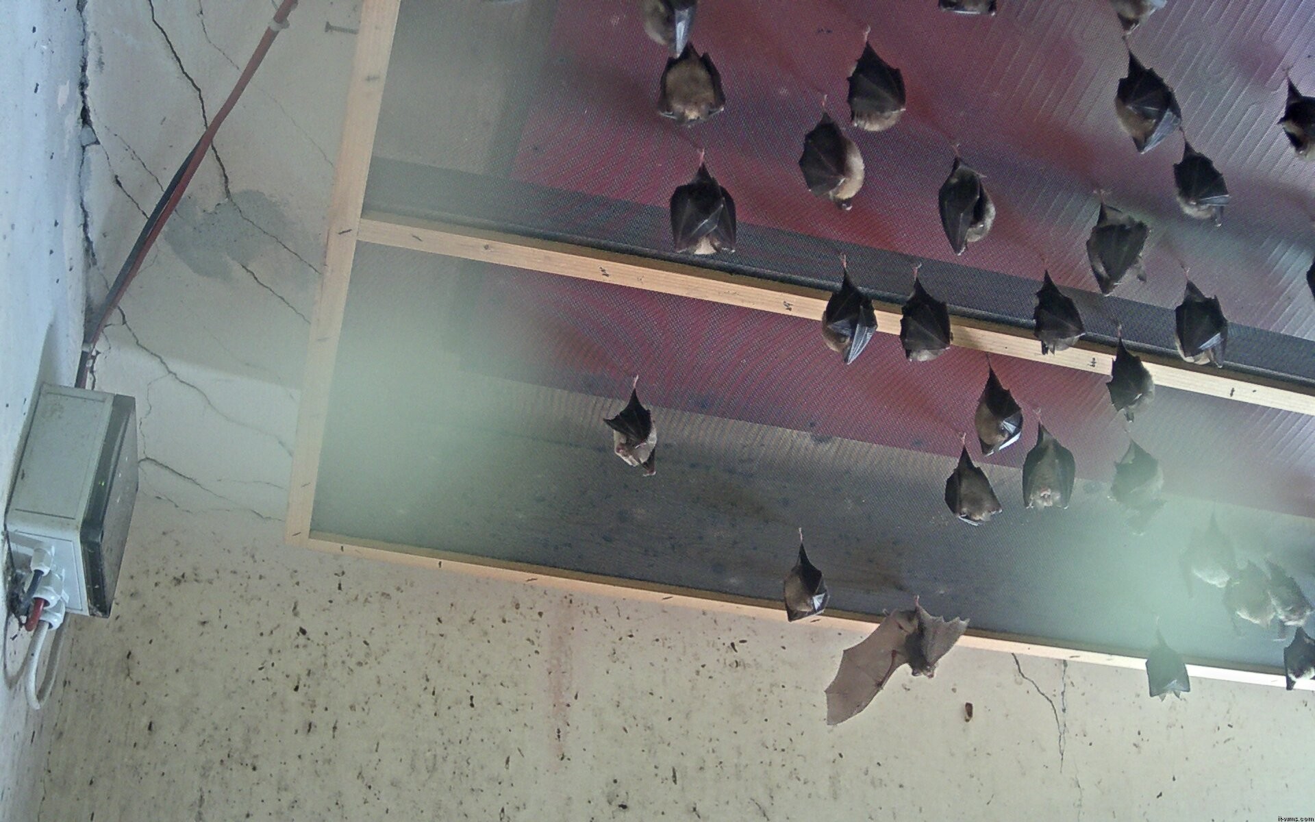 Archived image Webcam Feistritz / Gail - Bat House