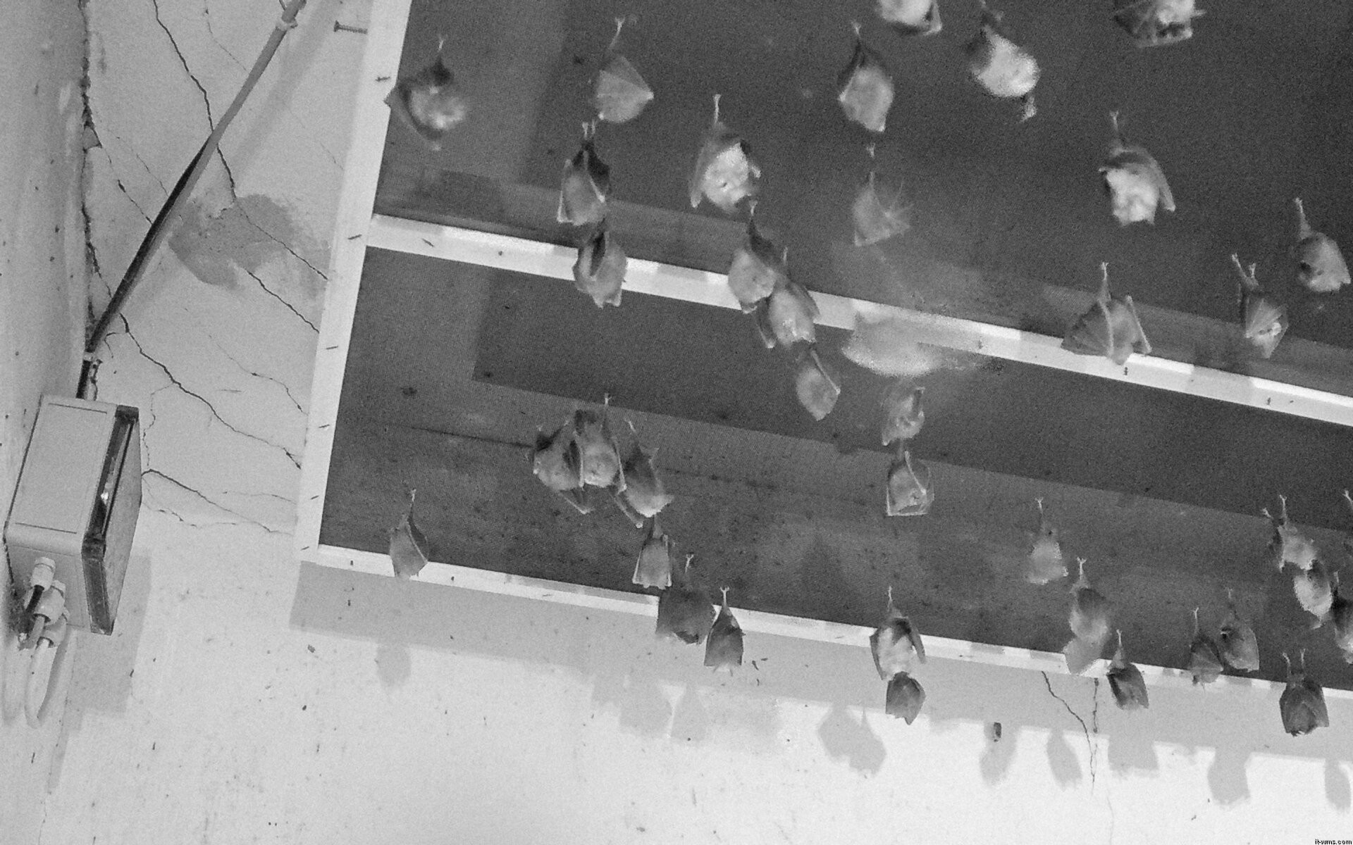 Archiv Foto Webcam Feistritz - Fledermaushaus