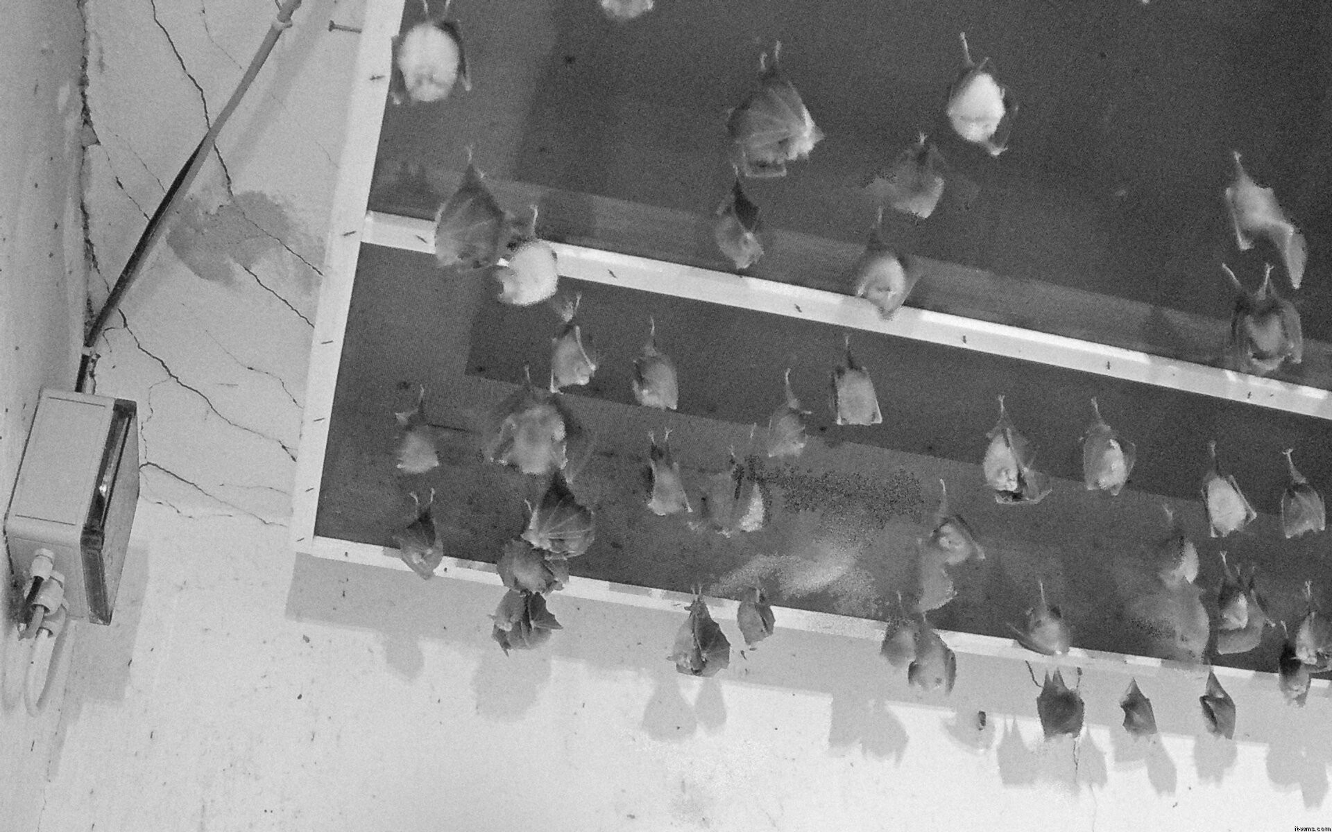 Archiv Foto Webcam Feistritz - Fledermaushaus