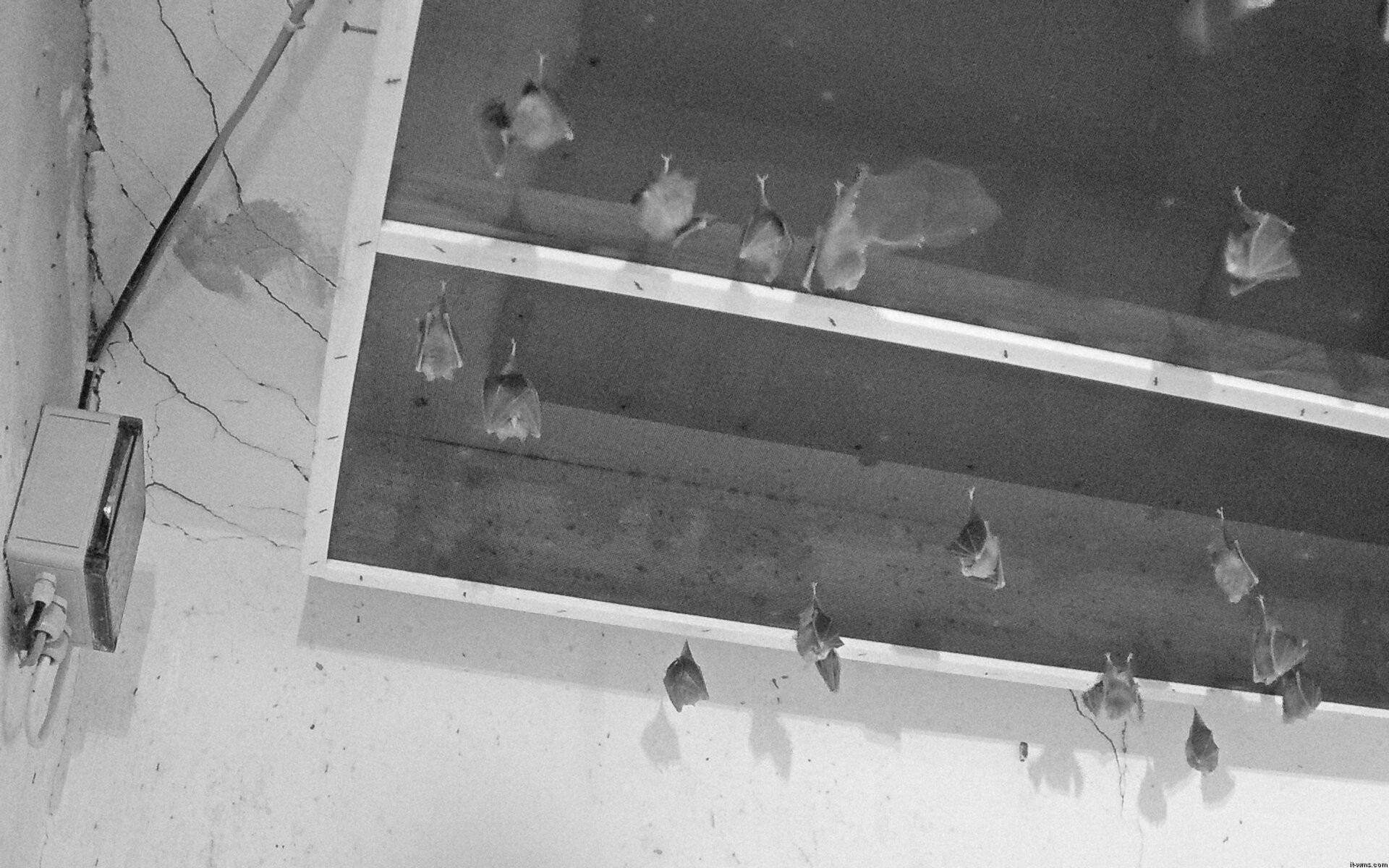 Archiv Foto Webcam Feistritz - Fledermaushaus