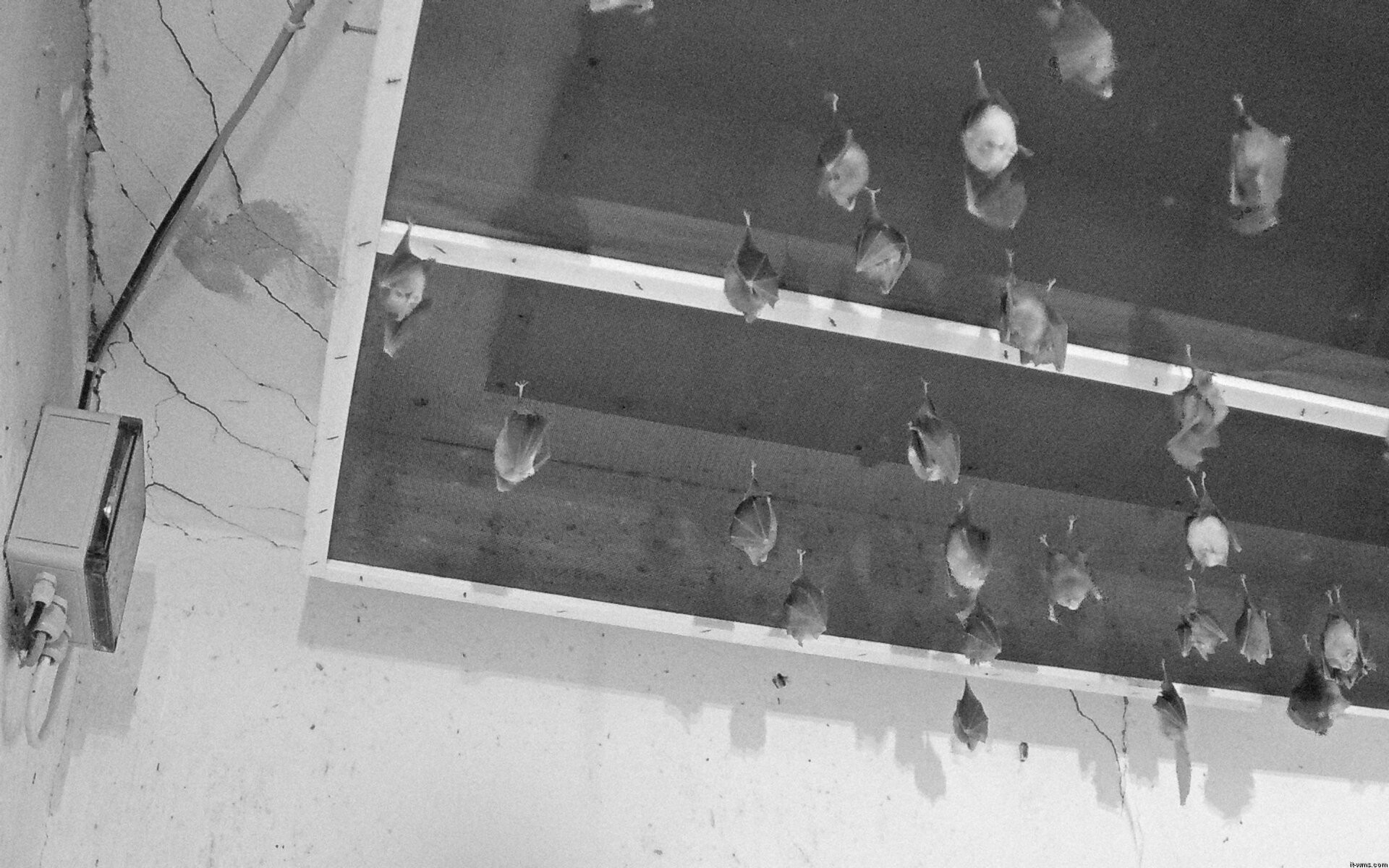 Archived image Webcam Feistritz / Gail - Bat House