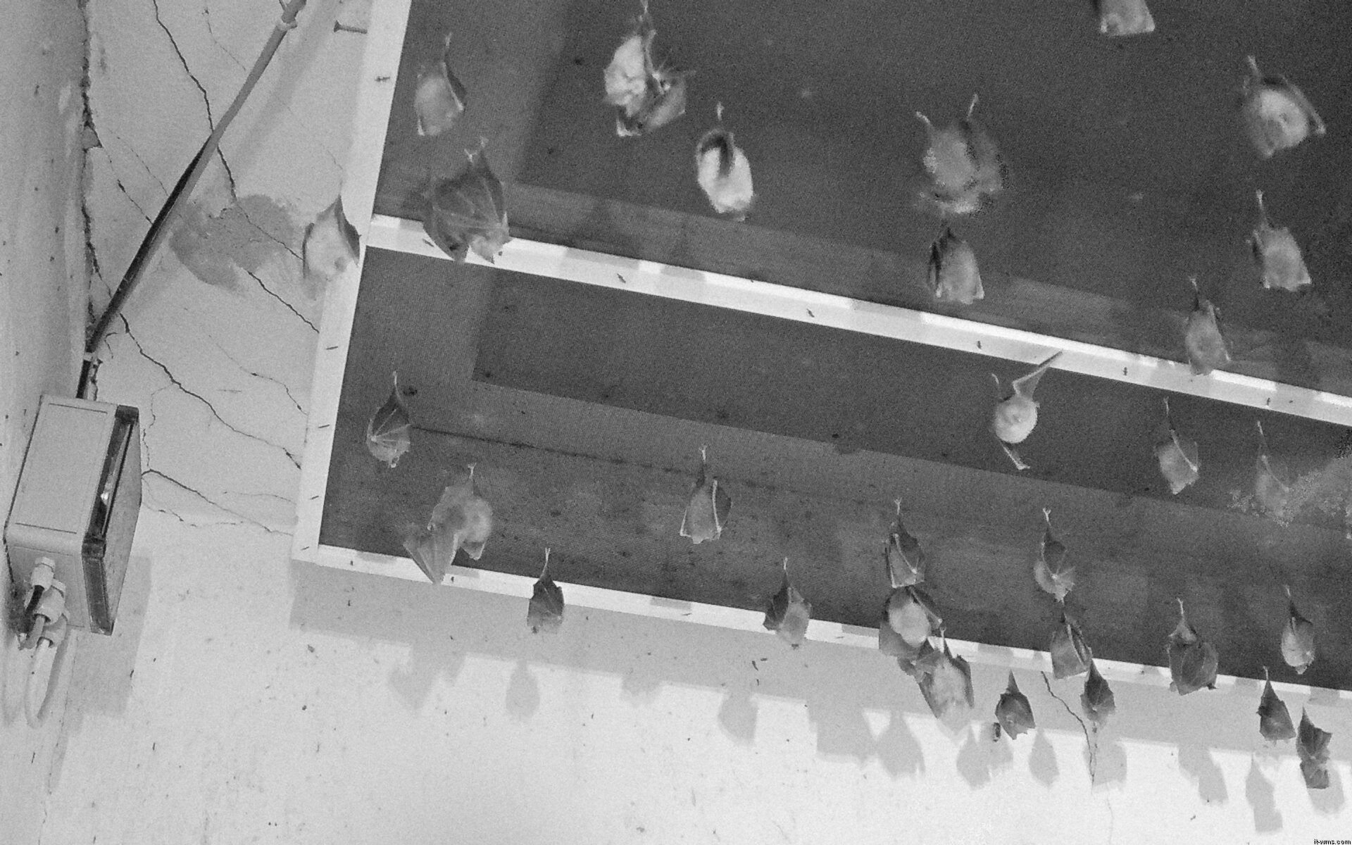 Archived image Webcam Feistritz / Gail - Bat House