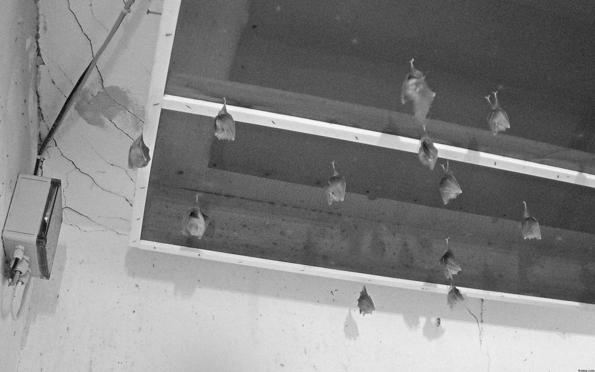 Archived image Webcam Feistritz / Gail - Bat House