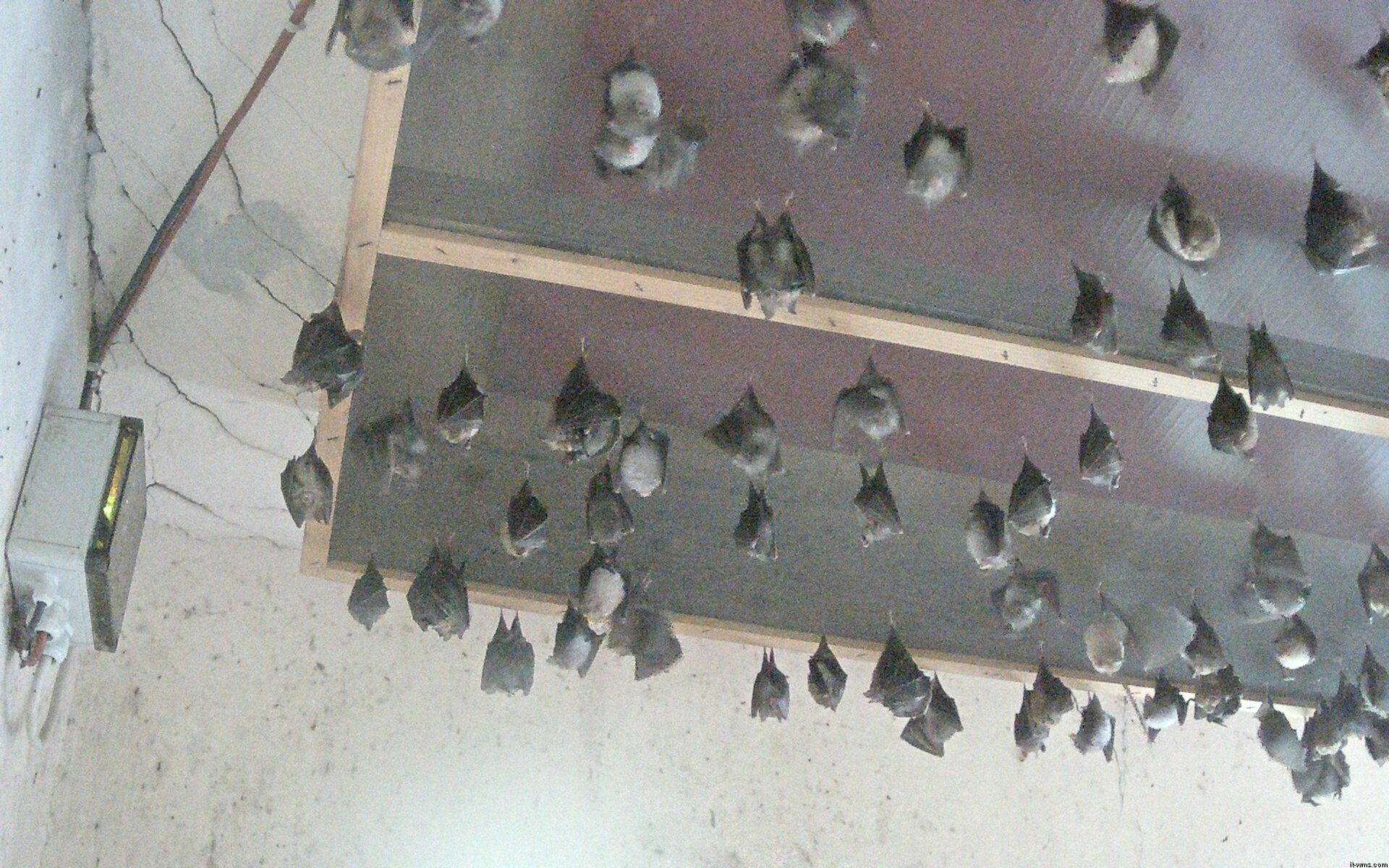 Archived image Webcam Feistritz / Gail - Bat House