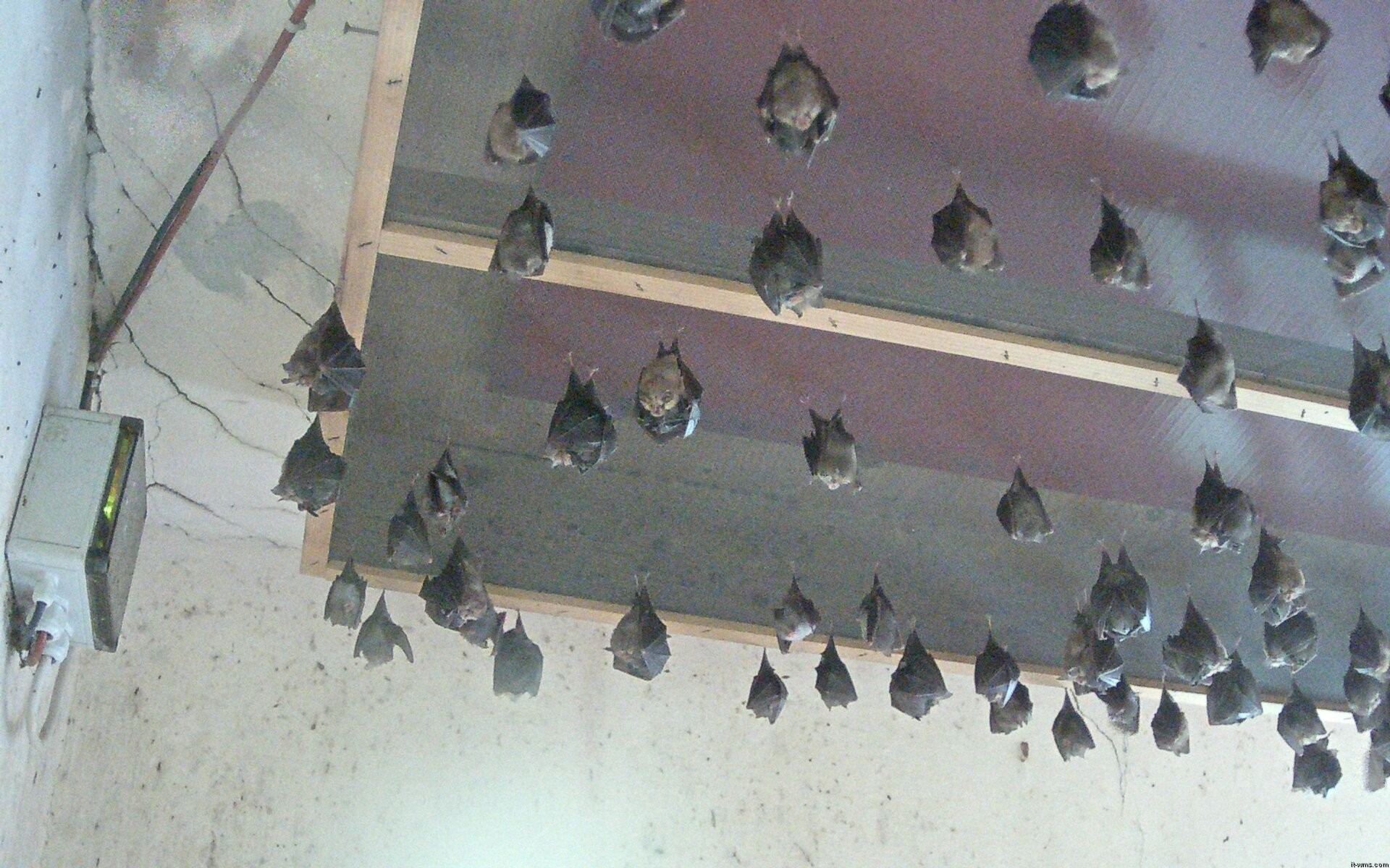 Archived image Webcam Feistritz / Gail - Bat House