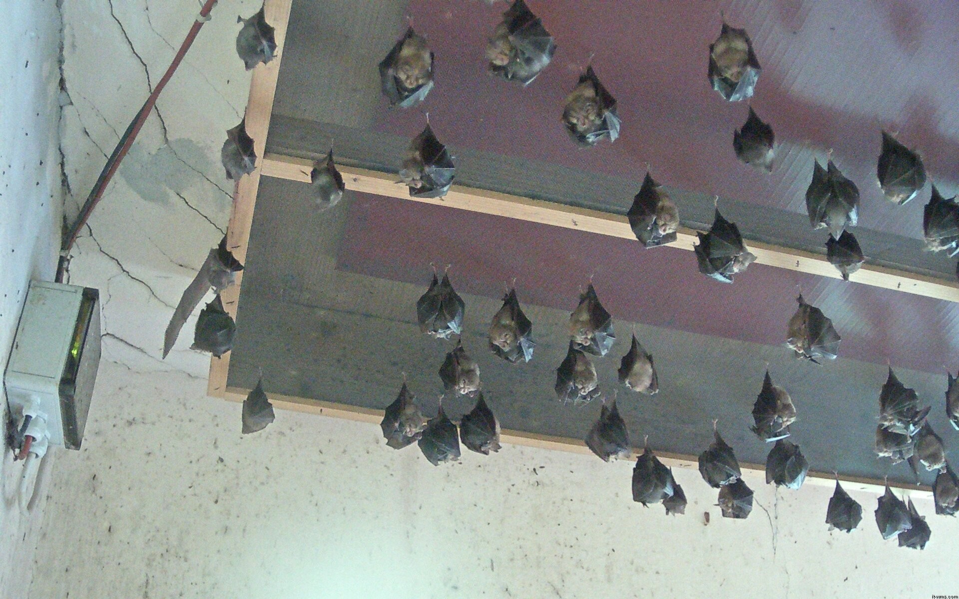 Archived image Webcam Feistritz / Gail - Bat House
