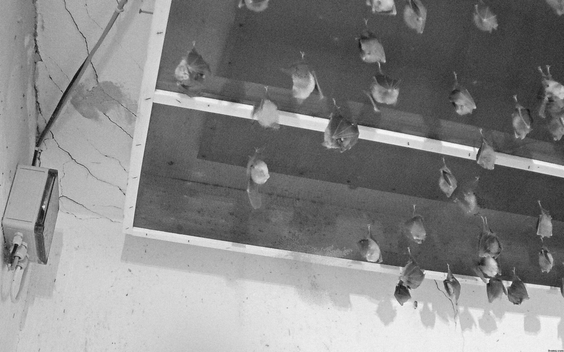 Archiv Foto Webcam Feistritz - Fledermaushaus