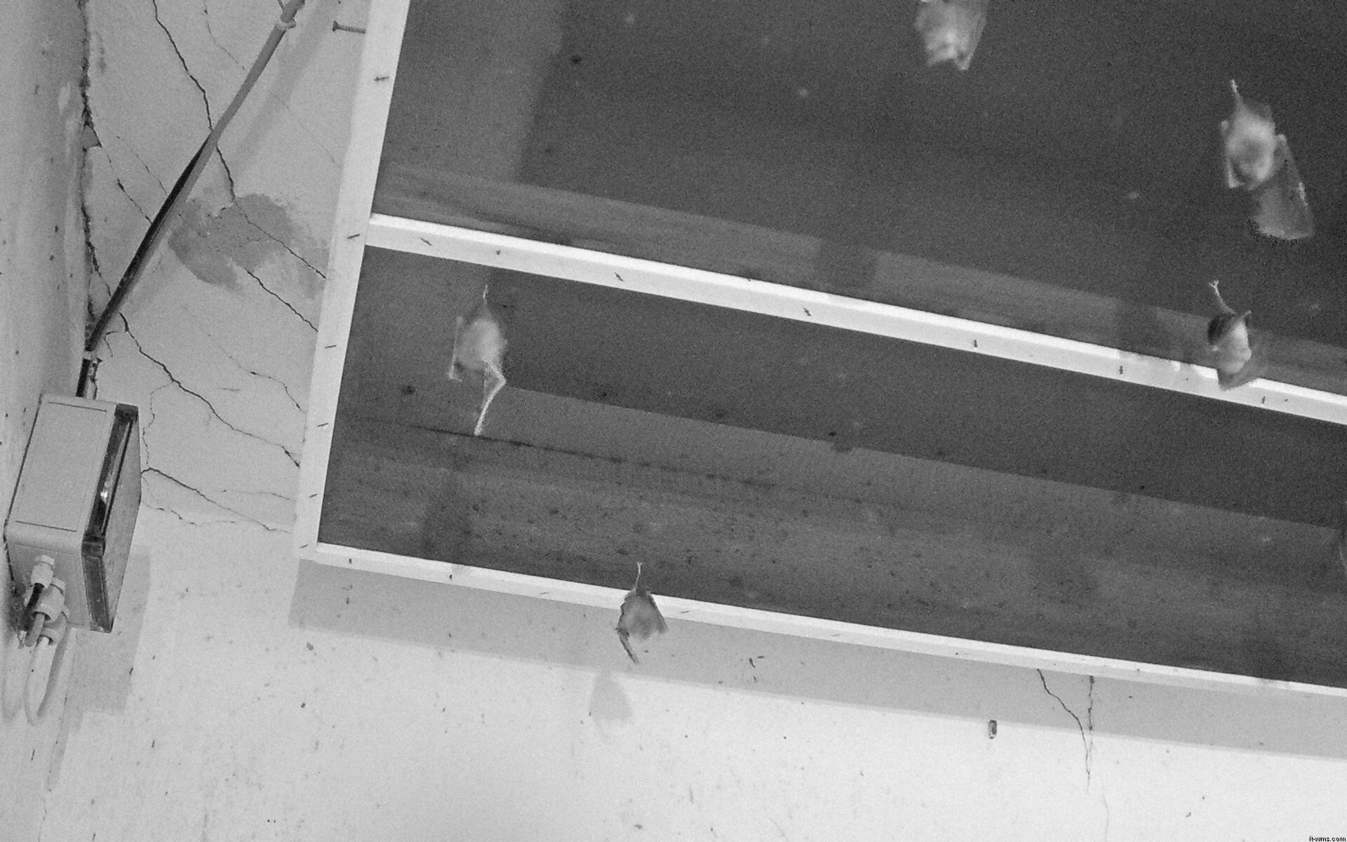 Archiv Foto Webcam Feistritz - Fledermaushaus
