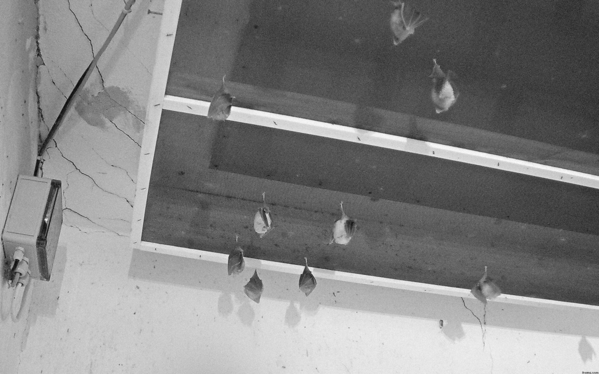 Archiv Foto Webcam Feistritz - Fledermaushaus