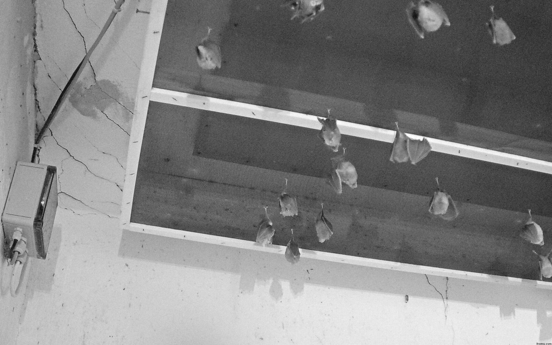 Archiv Foto Webcam Feistritz - Fledermaushaus