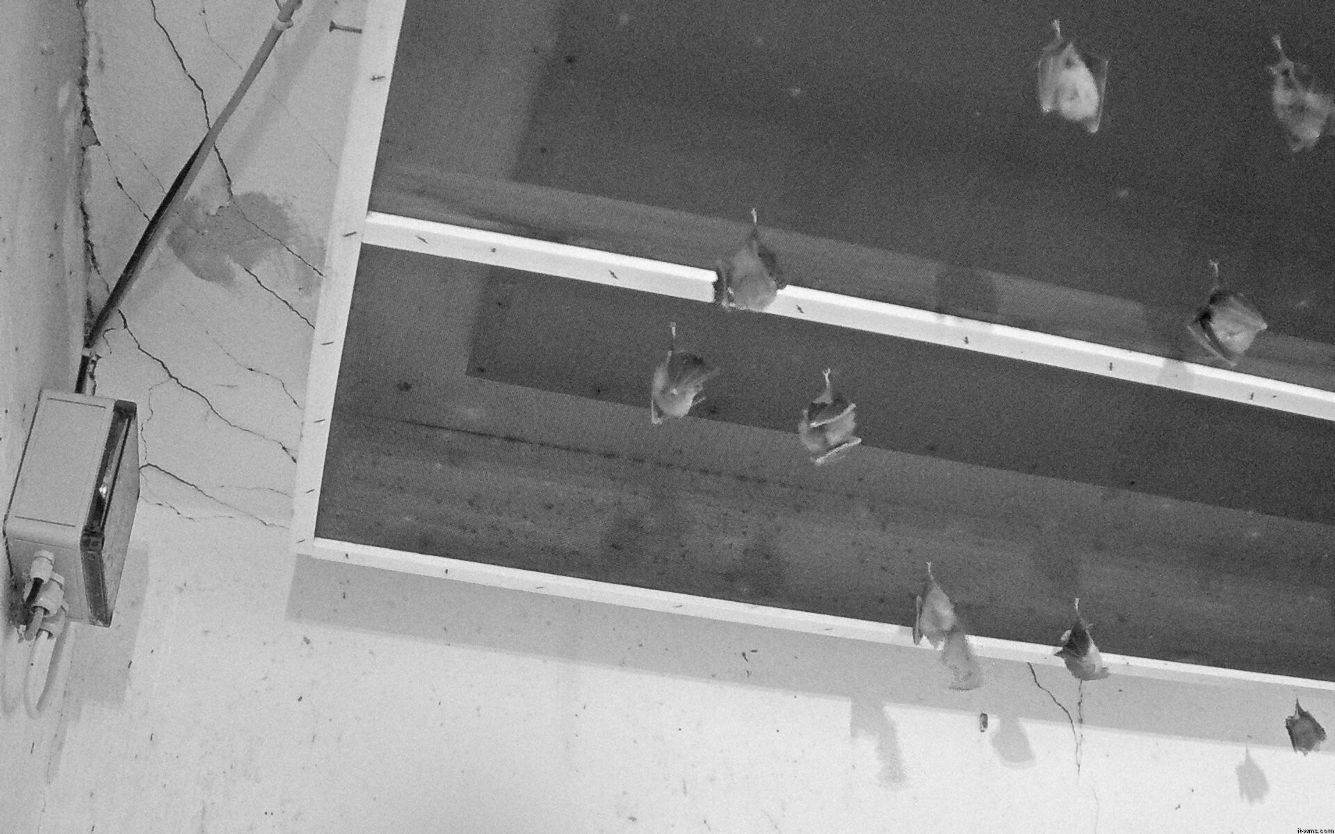 Archiv Foto Webcam Feistritz - Fledermaushaus