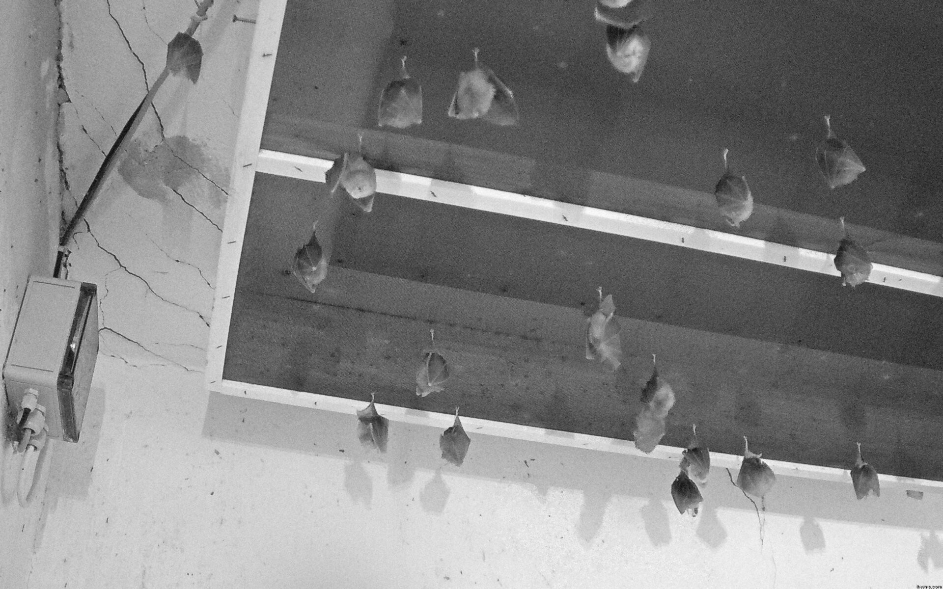 Archiv Foto Webcam Feistritz - Fledermaushaus