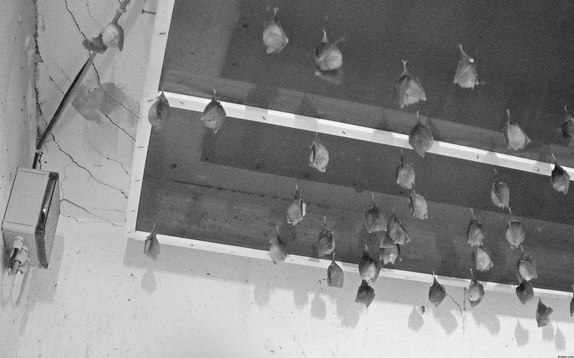 Archiv Foto Webcam Feistritz - Fledermaushaus