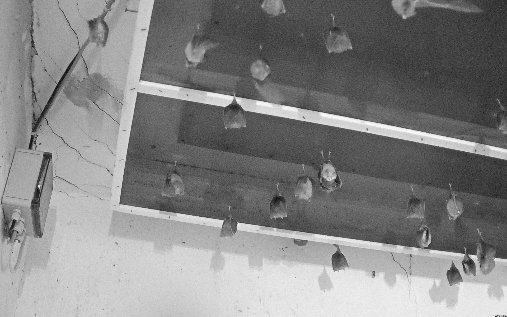 Archiv Foto Webcam Feistritz - Fledermaushaus