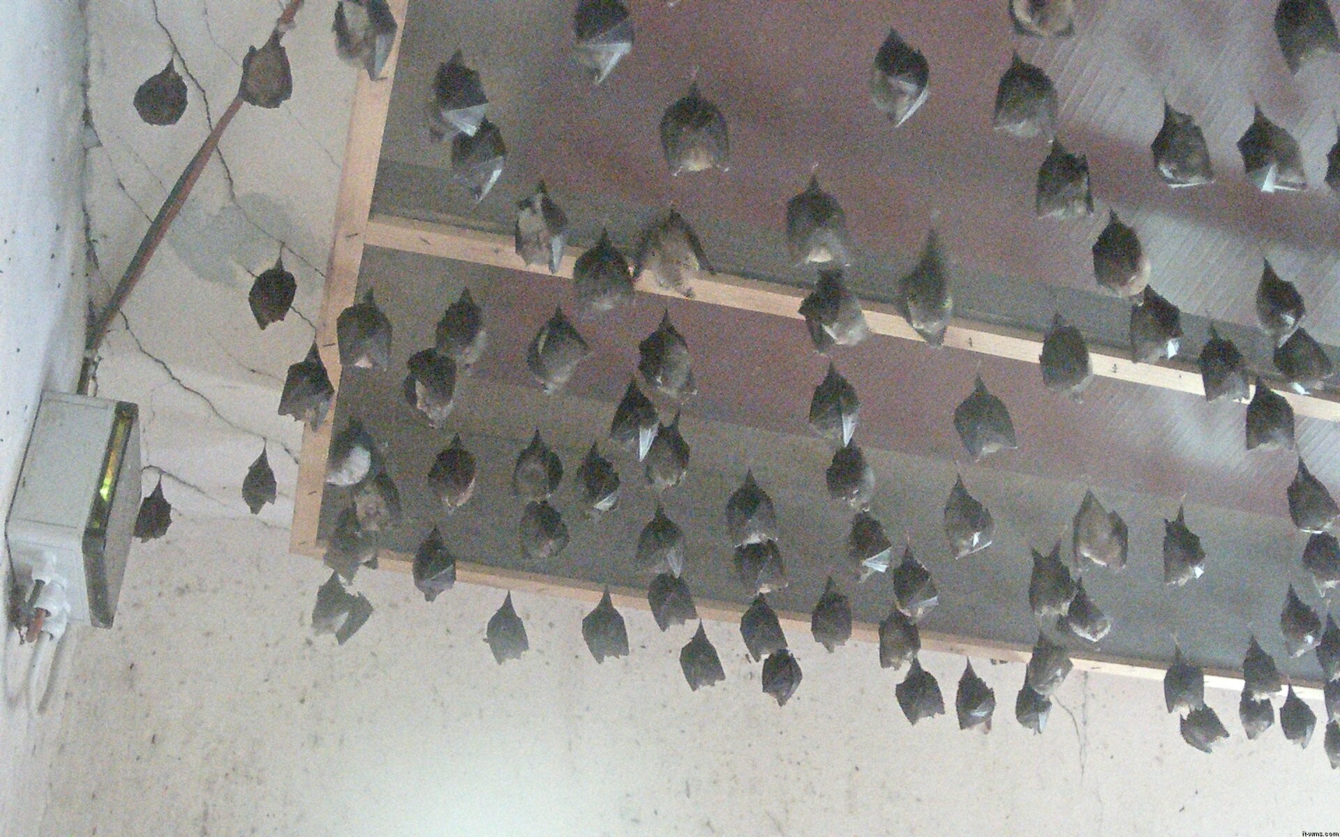 Archiv Foto Webcam Feistritz - Fledermaushaus