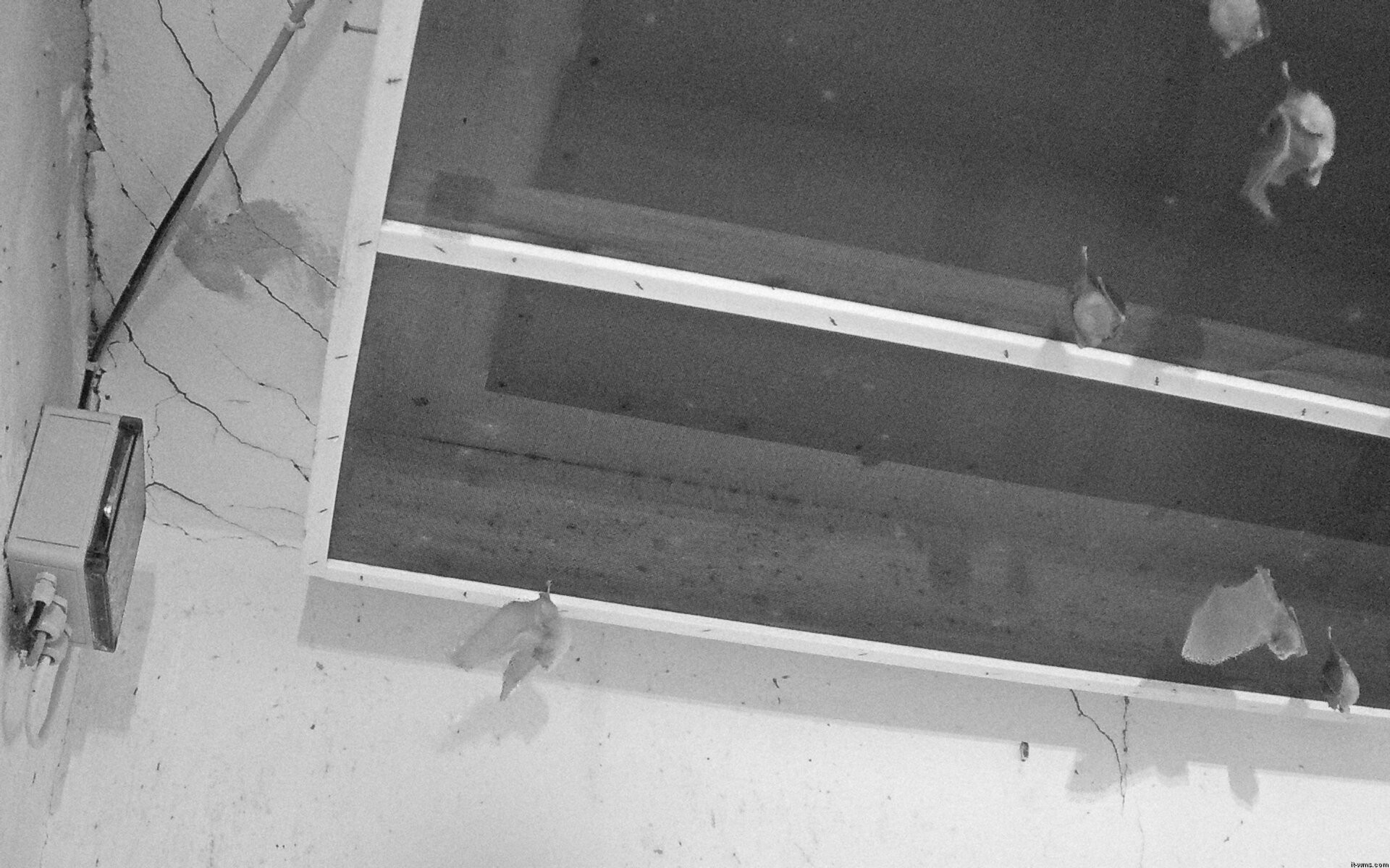Archiv Foto Webcam Feistritz - Fledermaushaus