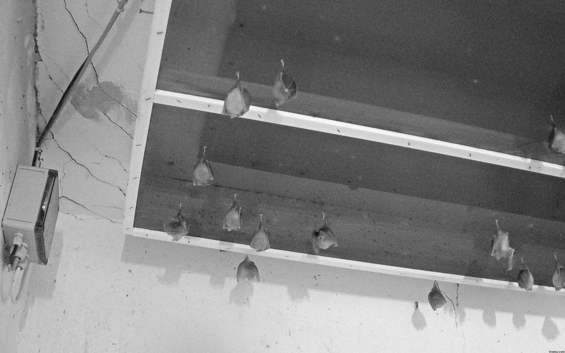 Archiv Foto Webcam Feistritz - Fledermaushaus