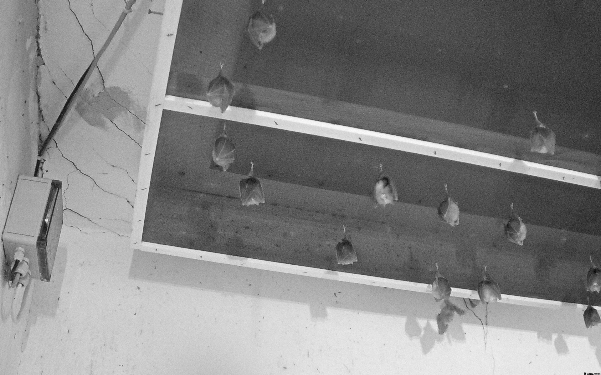 Archiv Foto Webcam Feistritz - Fledermaushaus