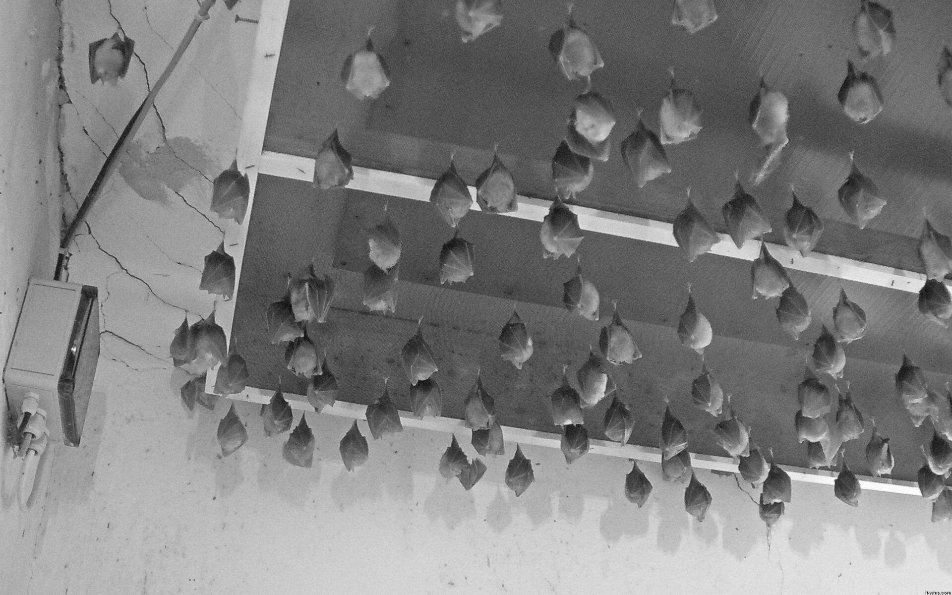 Archiv Foto Webcam Feistritz - Fledermaushaus