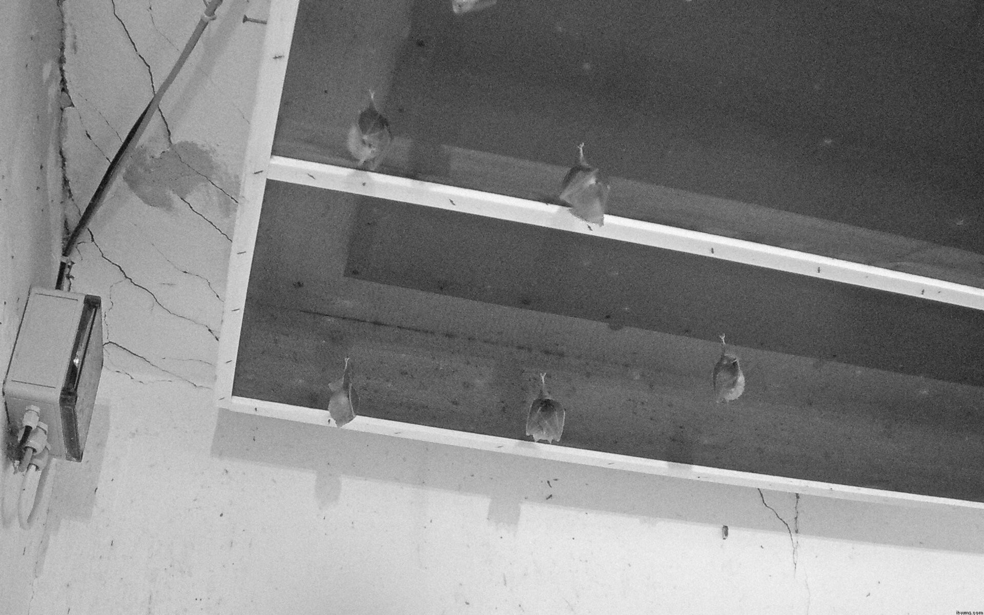 Archived image Webcam Feistritz / Gail - Bat House