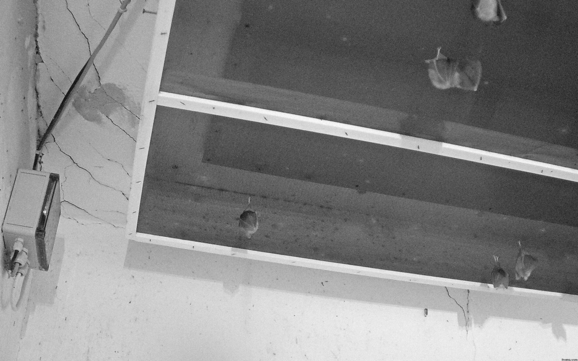 Archived image Webcam Feistritz / Gail - Bat House