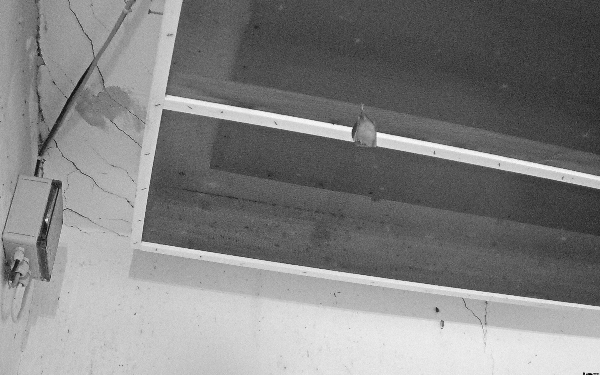Archiv Foto Webcam Feistritz - Fledermaushaus