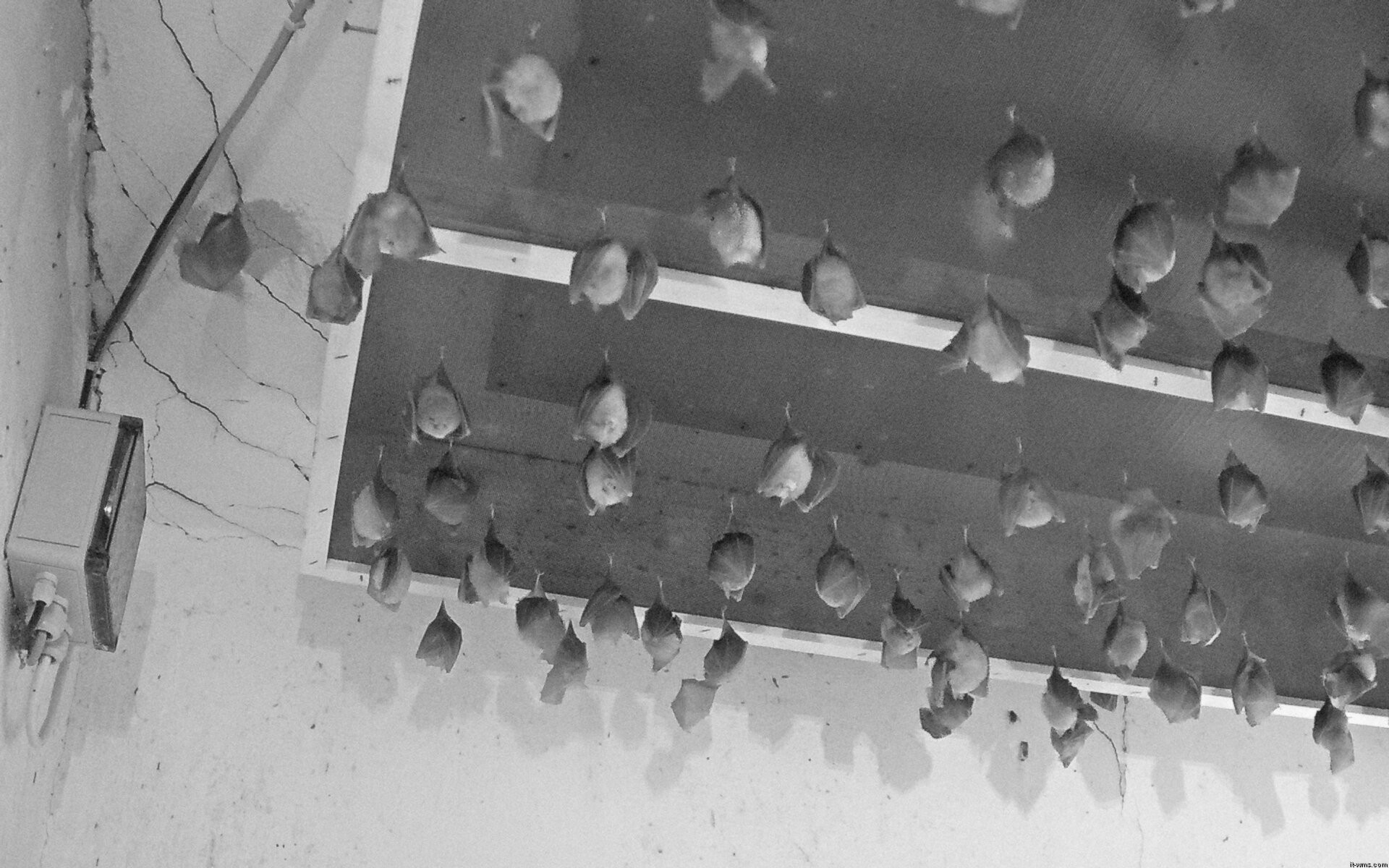 Archiv Foto Webcam Feistritz - Fledermaushaus