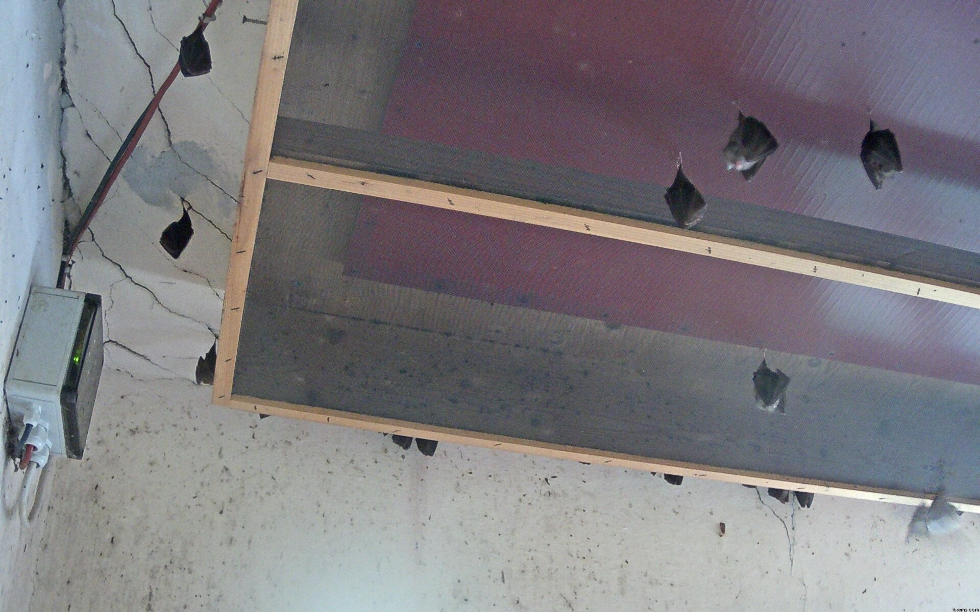 Archiv Foto Webcam Feistritz - Fledermaushaus