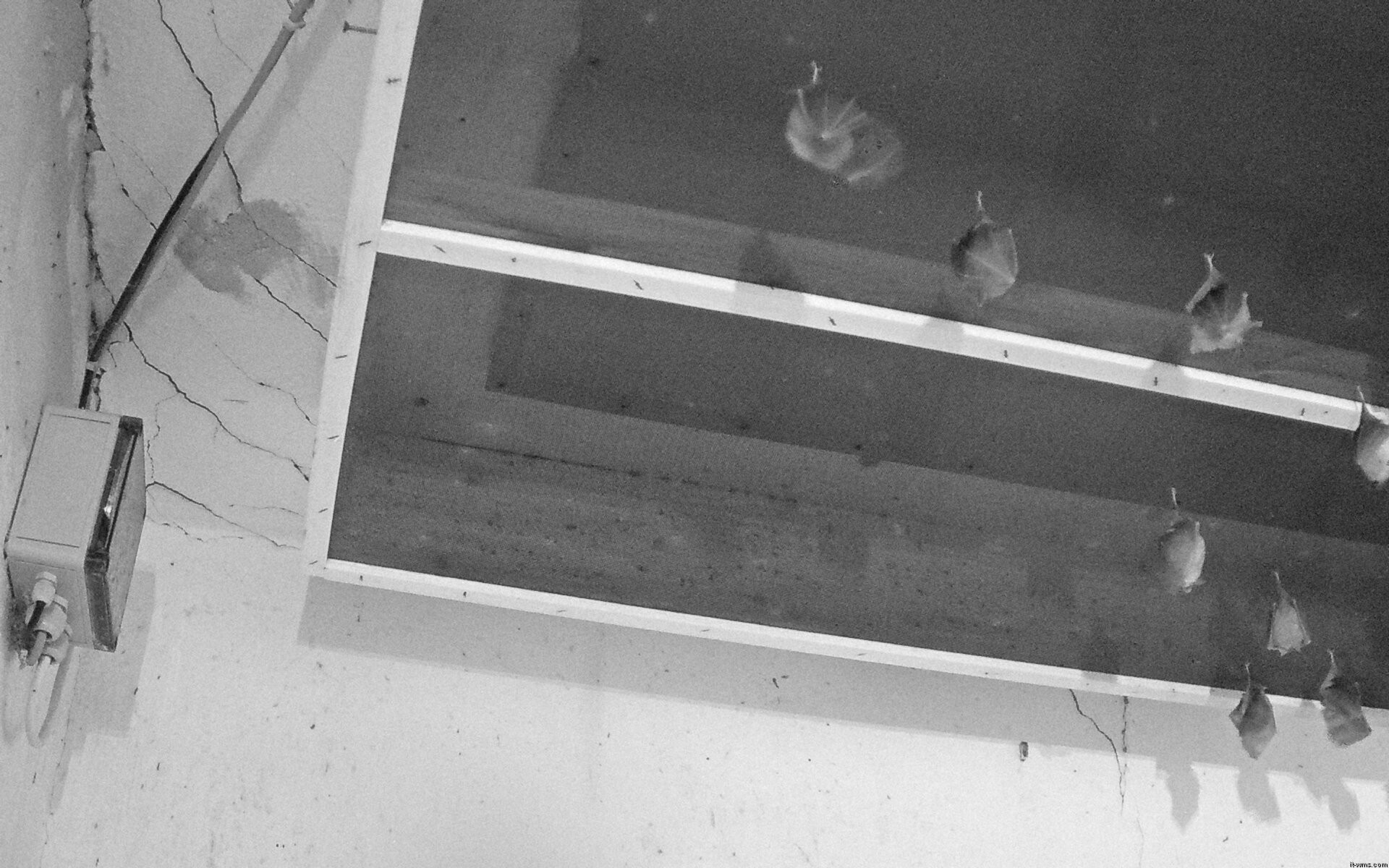 Archiv Foto Webcam Feistritz - Fledermaushaus