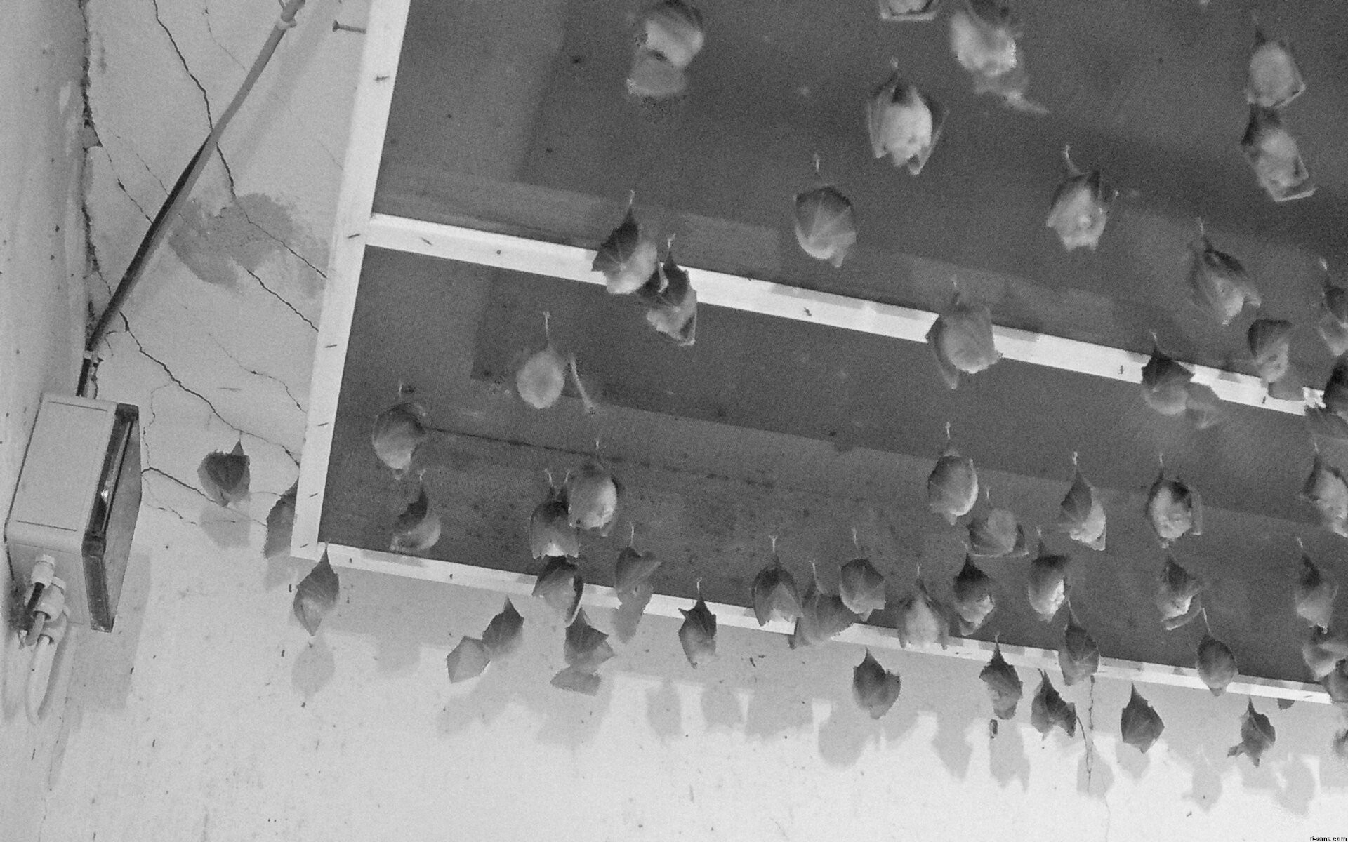 Archiv Foto Webcam Feistritz - Fledermaushaus