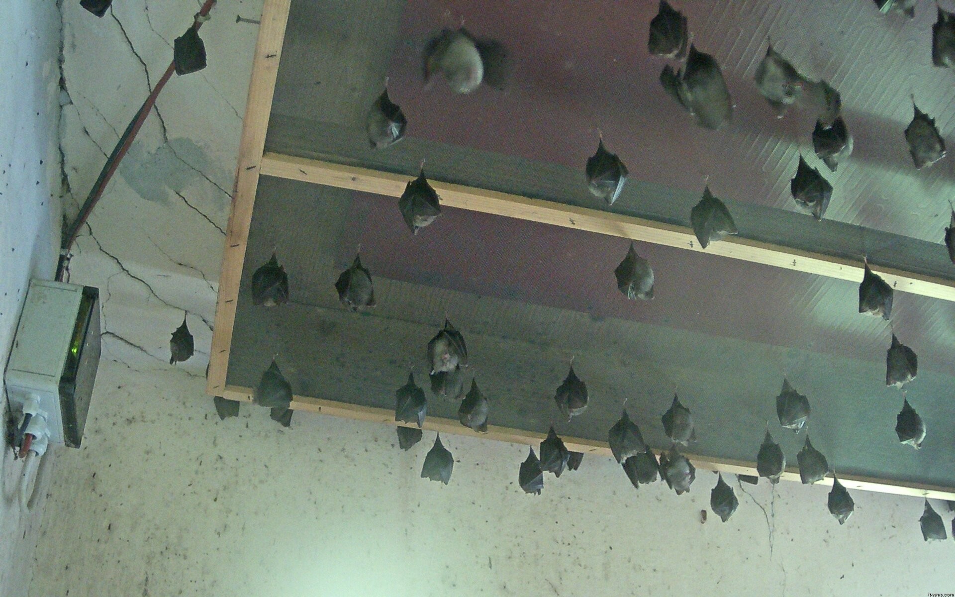 Archiv Foto Webcam Feistritz - Fledermaushaus