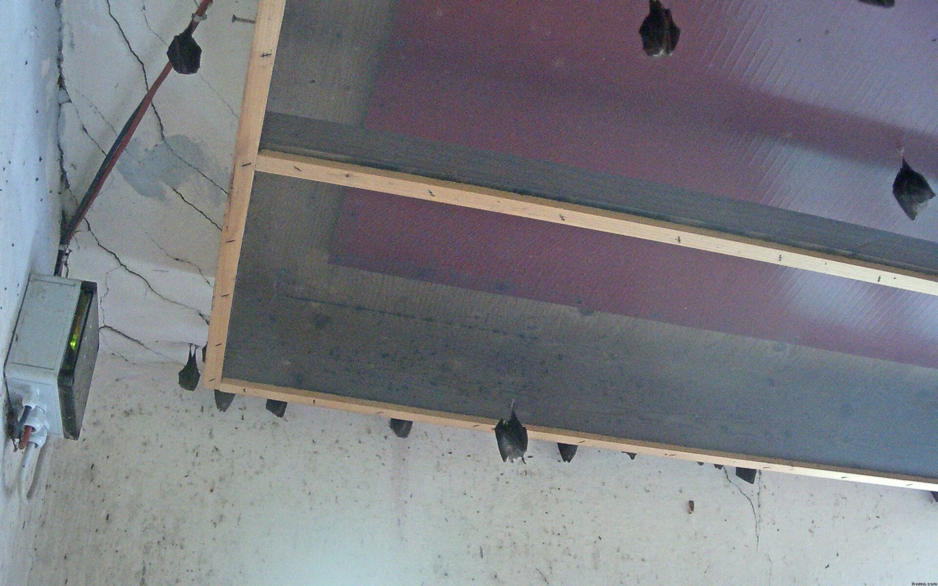 Archiv Foto Webcam Feistritz - Fledermaushaus