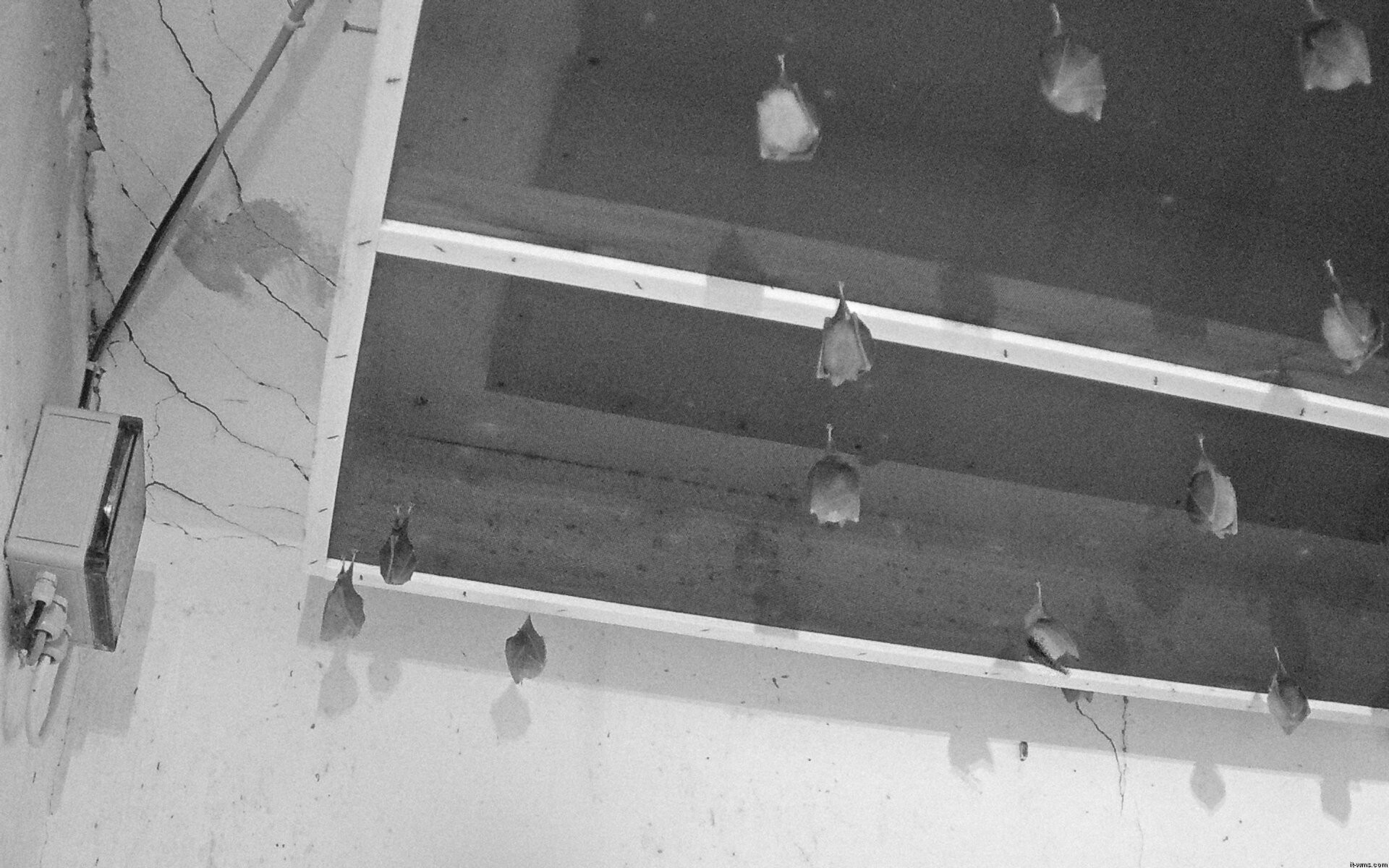Archiv Foto Webcam Feistritz - Fledermaushaus