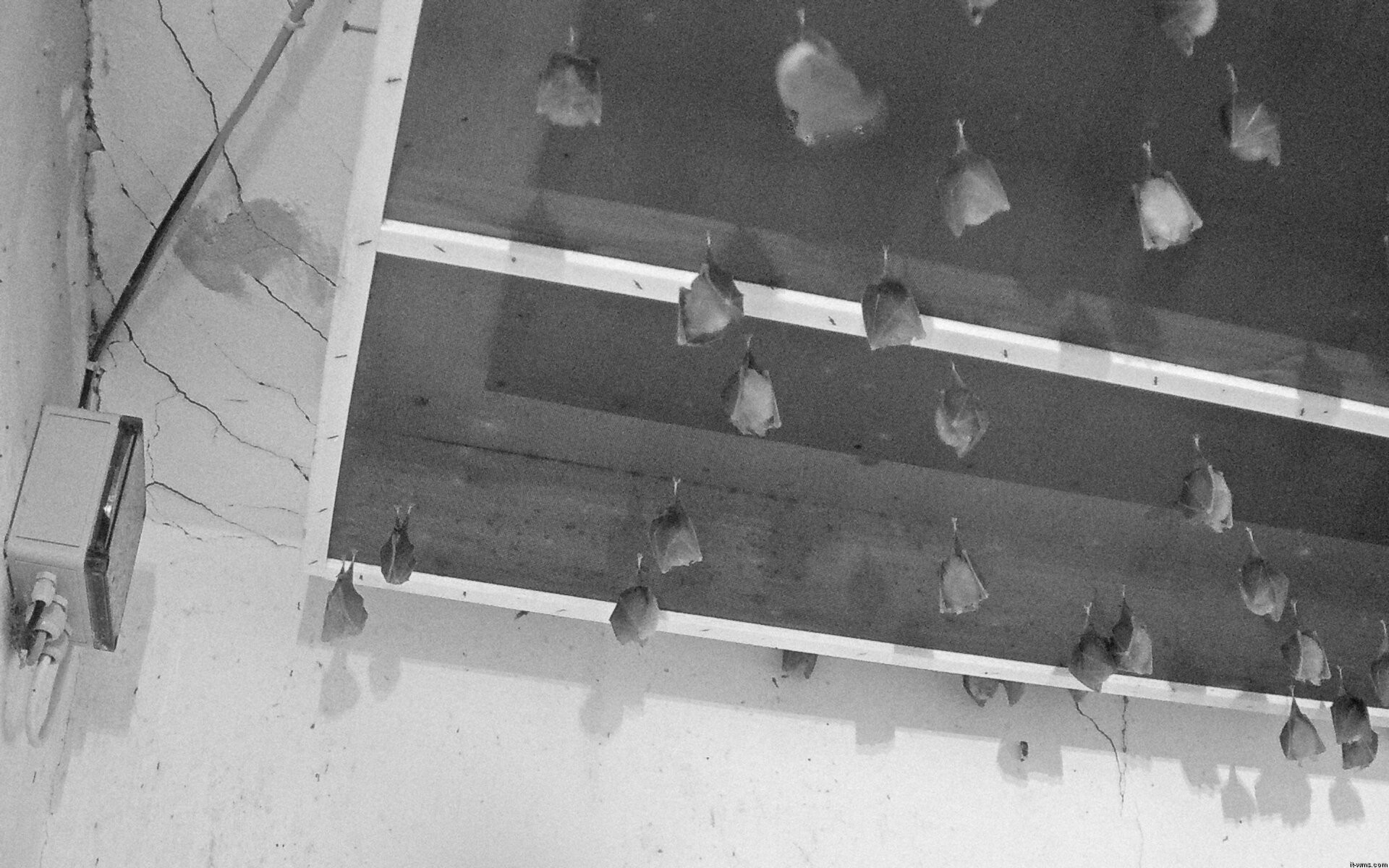 Archiv Foto Webcam Feistritz - Fledermaushaus