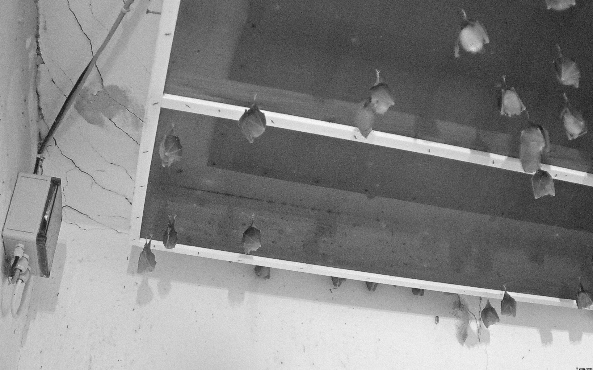 Archiv Foto Webcam Feistritz - Fledermaushaus