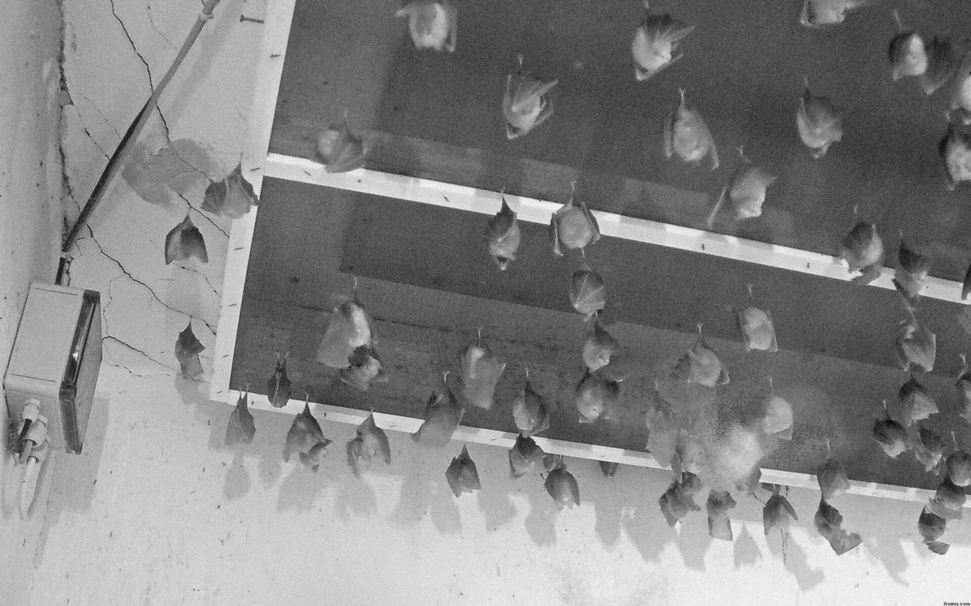 Archiv Foto Webcam Feistritz - Fledermaushaus