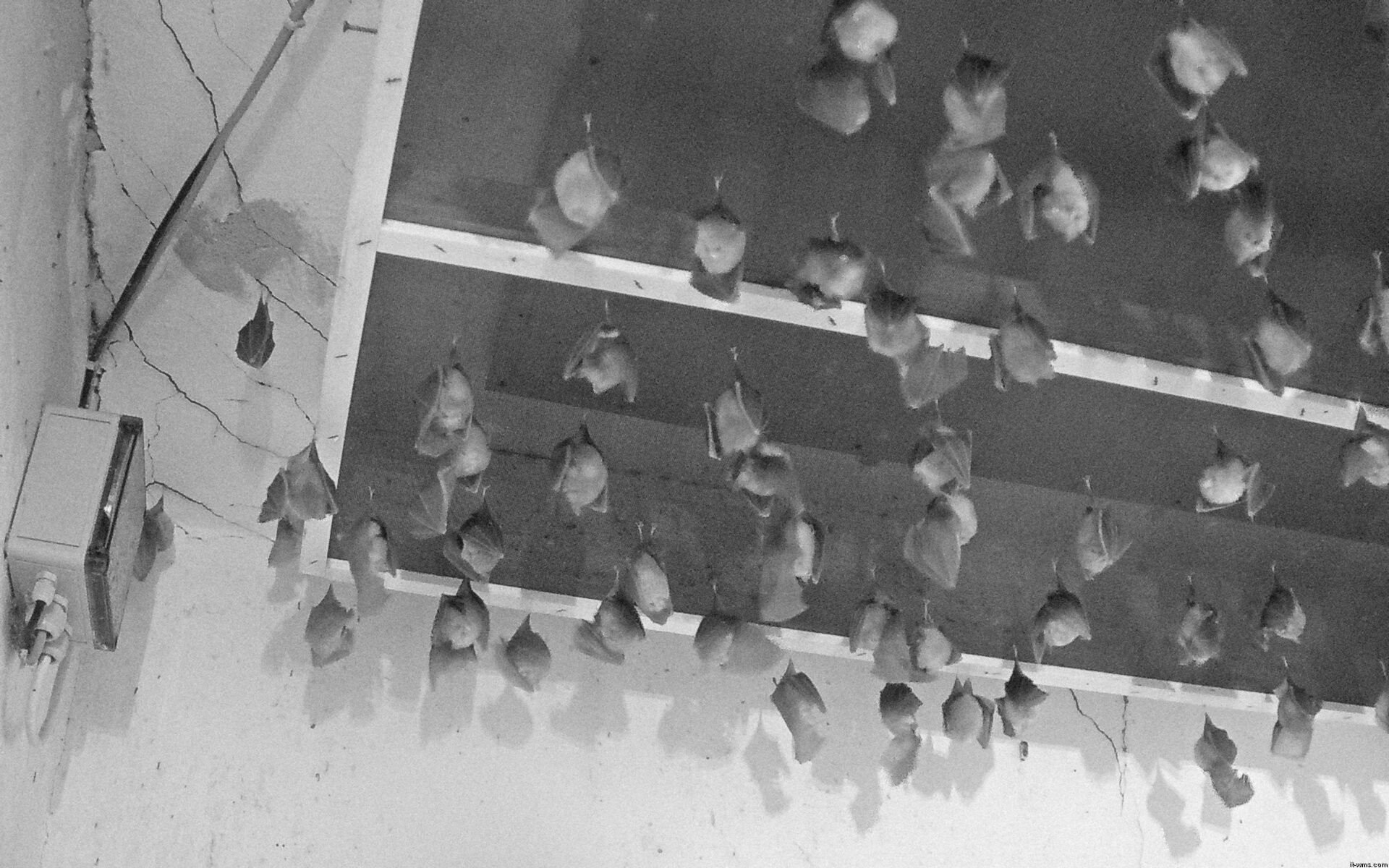 Archiv Foto Webcam Feistritz - Fledermaushaus
