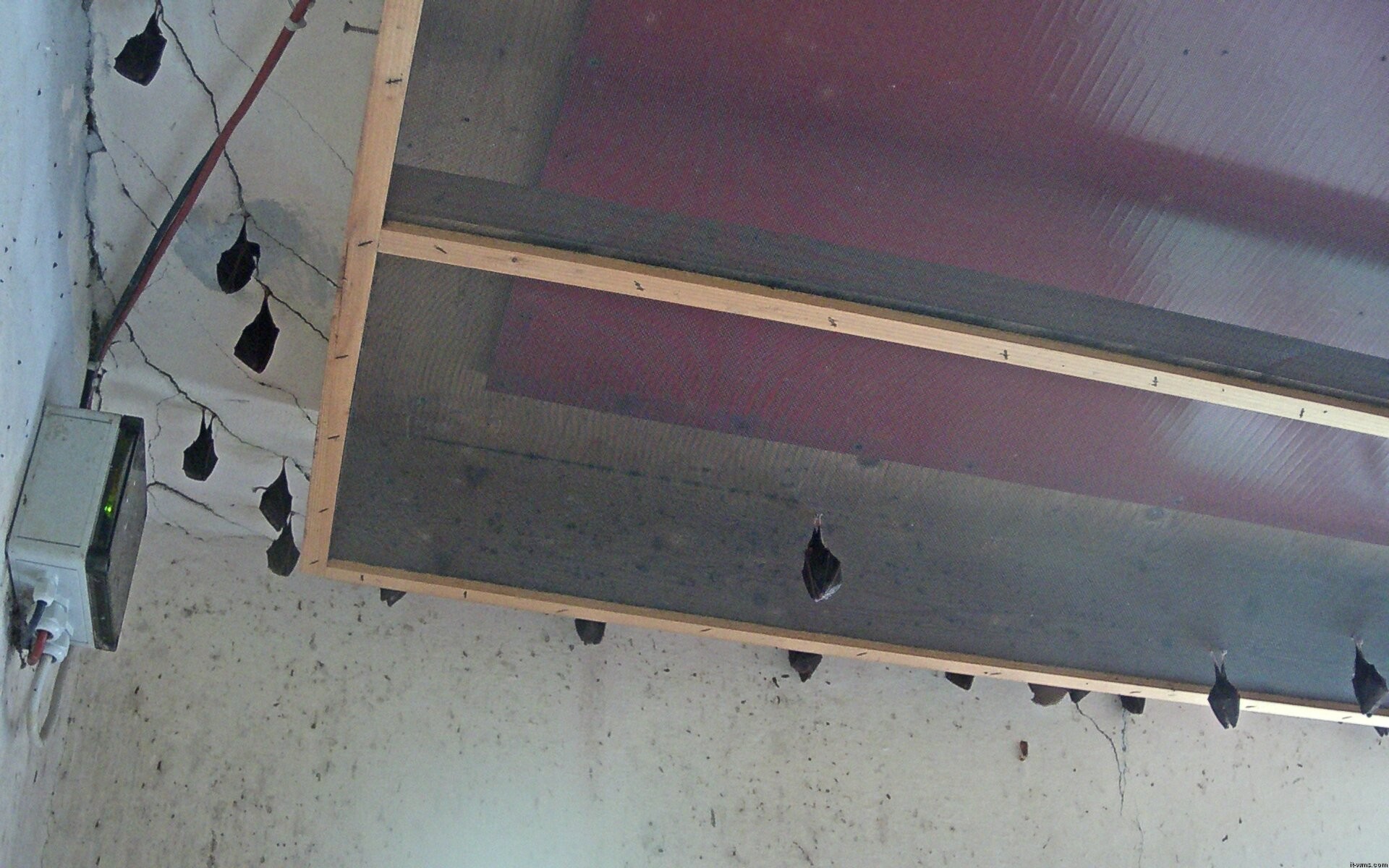 Archived image Webcam Feistritz / Gail - Bat House
