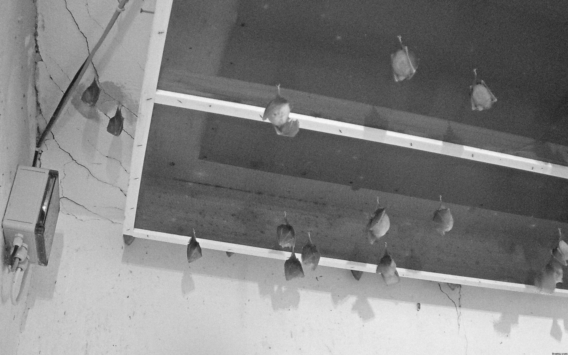 Archived image Webcam Feistritz / Gail - Bat House