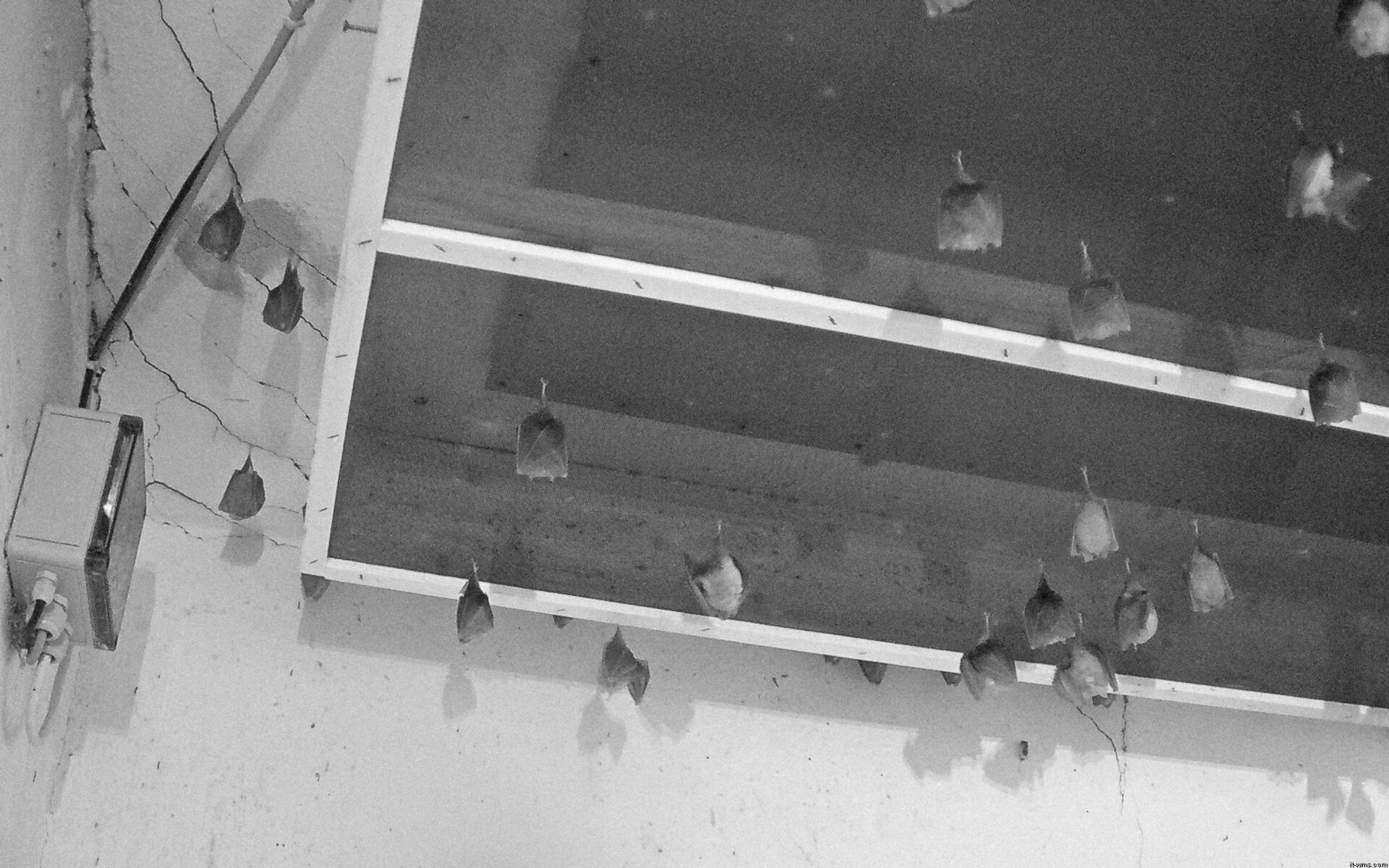 Archived image Webcam Feistritz / Gail - Bat House