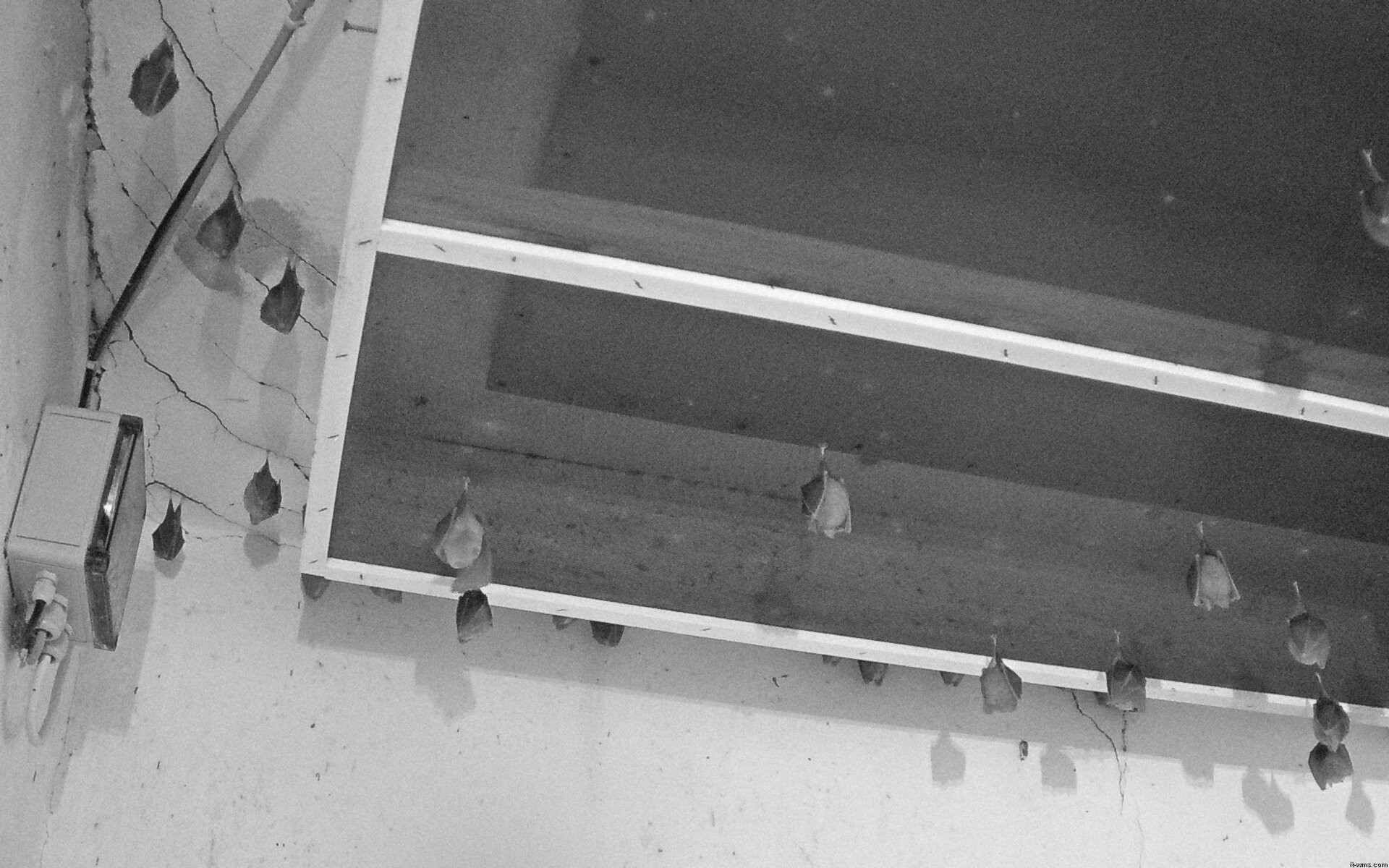 Archived image Webcam Feistritz / Gail - Bat House