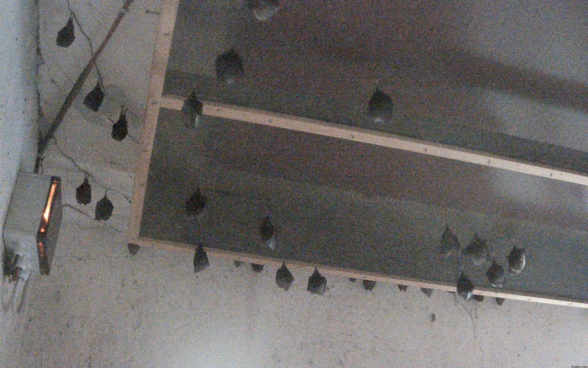 Archived image Webcam Feistritz / Gail - Bat House