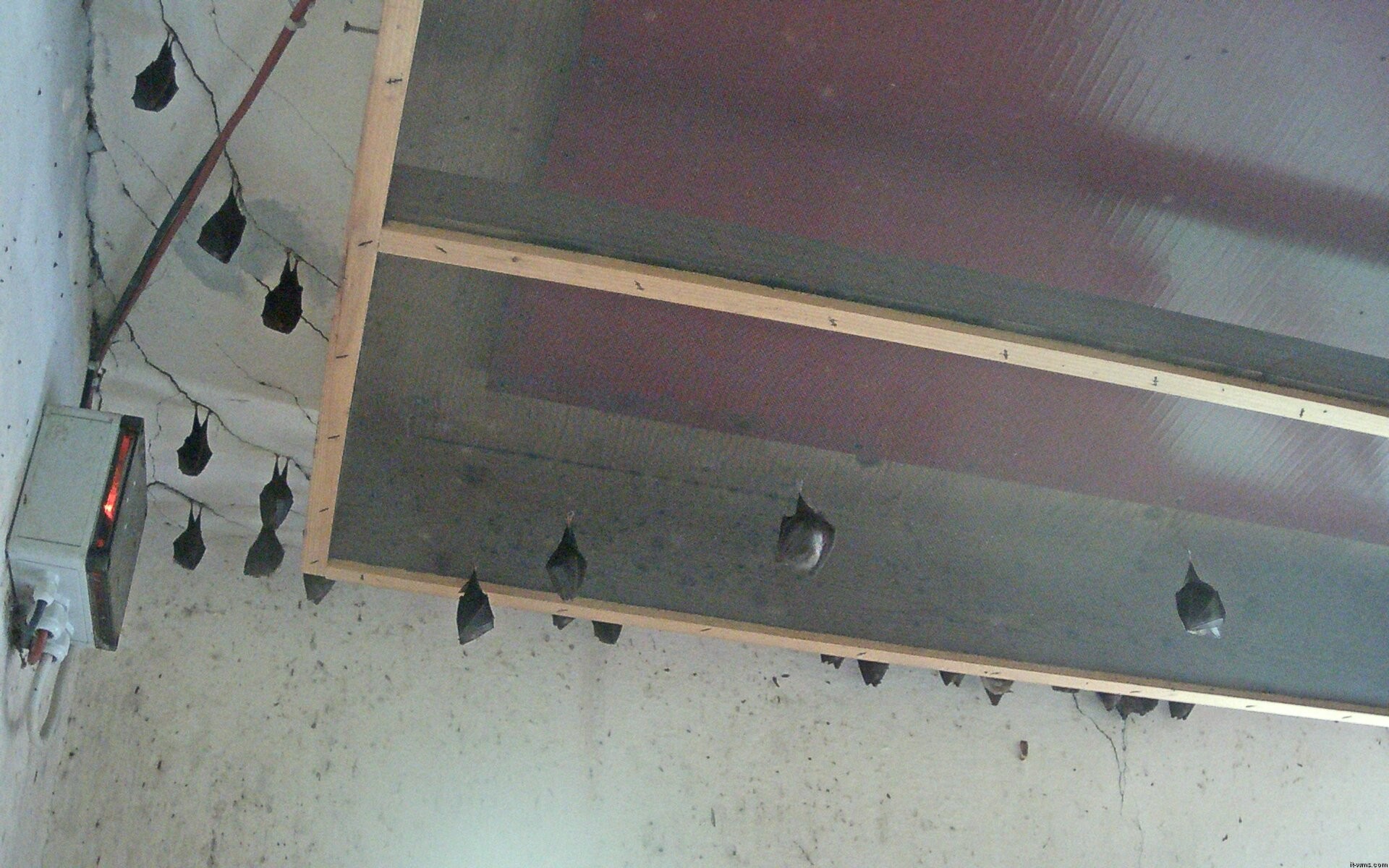 Archived image Webcam Feistritz / Gail - Bat House