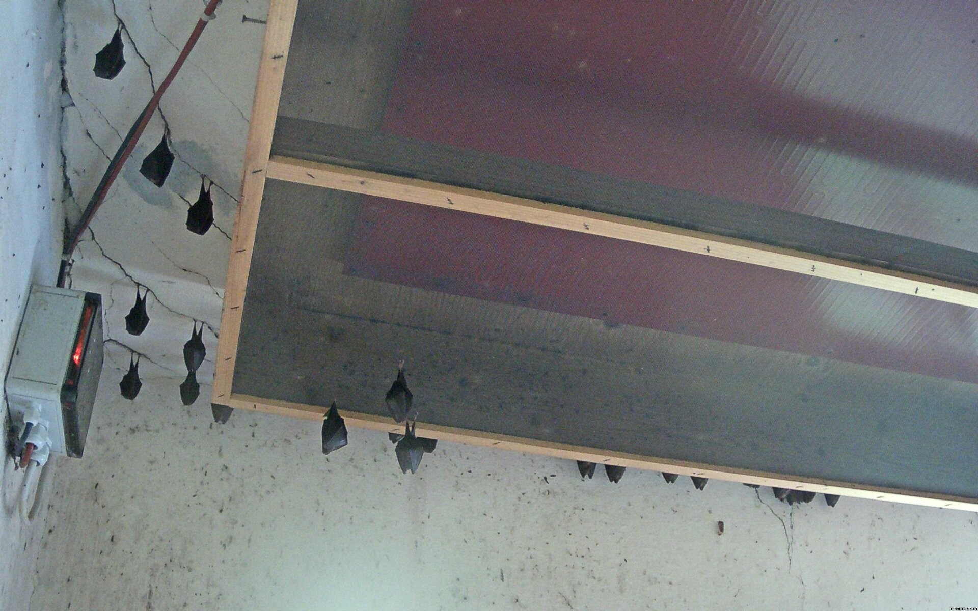 Archived image Webcam Feistritz / Gail - Bat House